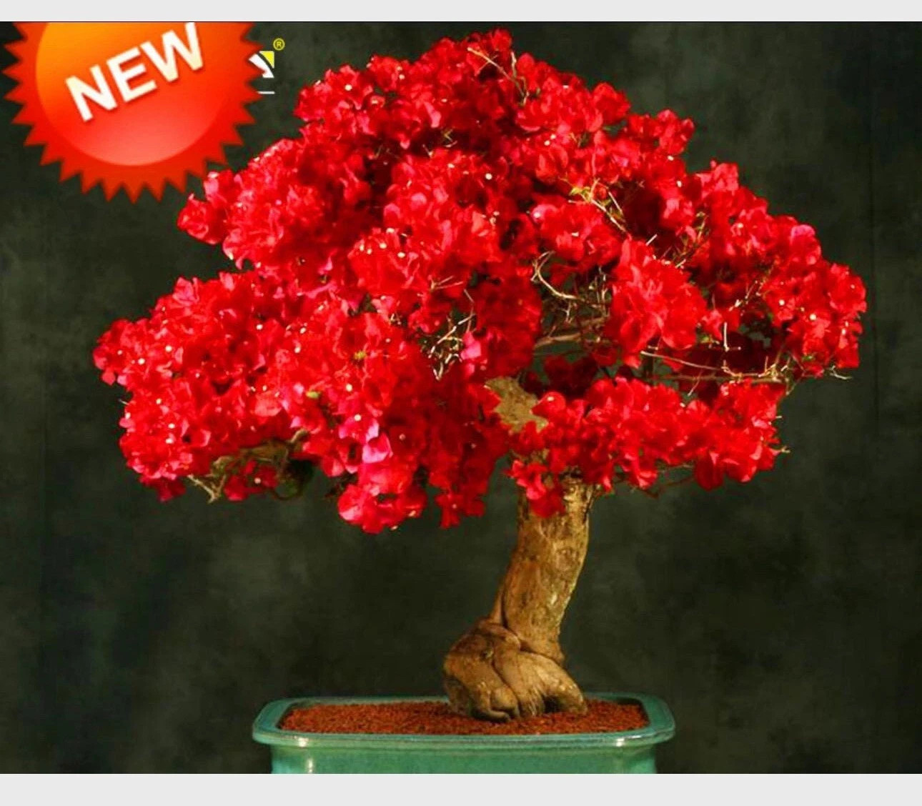 4” Pot of SPECTABILIS RED Rooted Bougainvillea Plant-Height & Fullness Varies