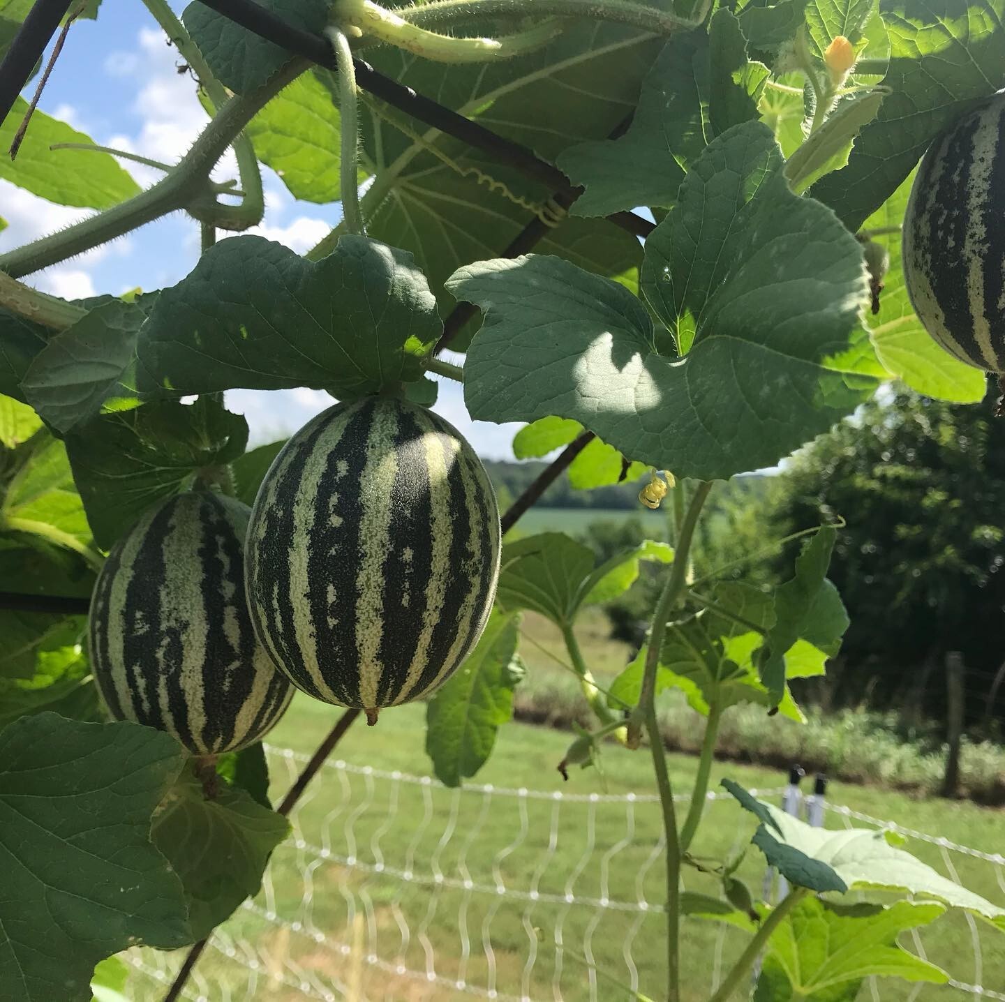 Rich Sweetness Pocket Melon Seeds Fruity Mini Breakfast Fruits Aromatic Tracking