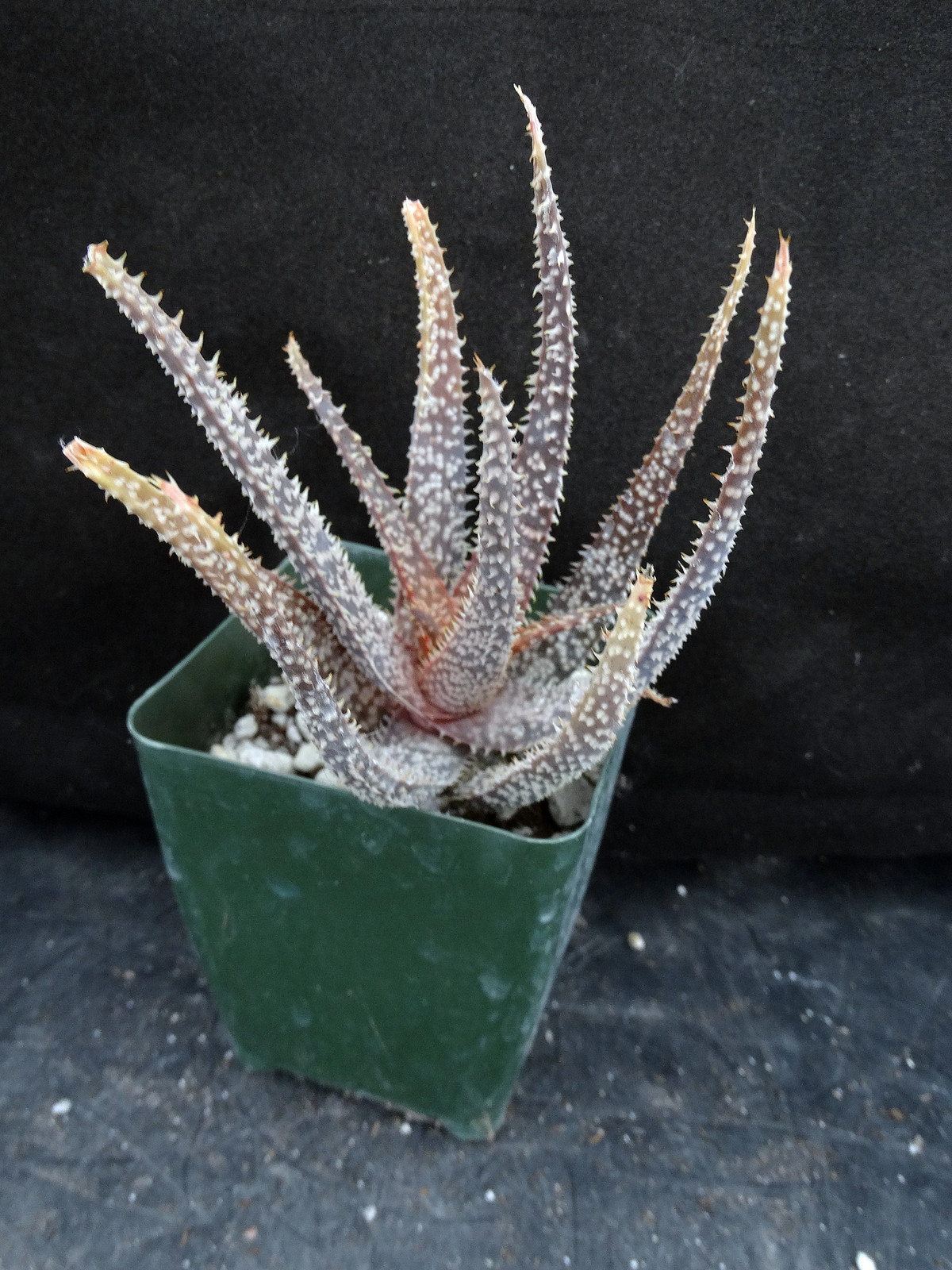 Aloe x ‘Spider Legs’
