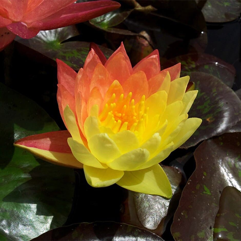 Wanvisa Cold Hardy Water Lily With Many Pads &free Bog Plant