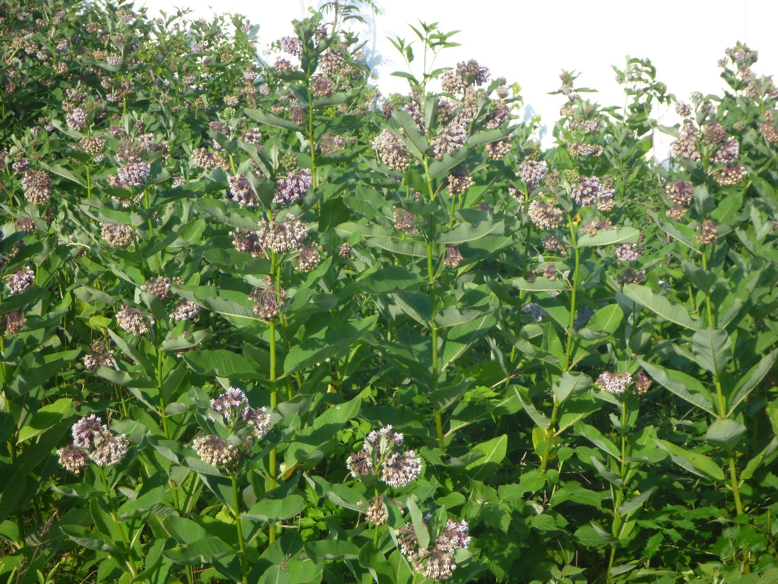 Asclepias syriaca 5 live plants Common Milkweed NOT seed Monarch Butterfly