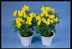Snapdragon Floral Showers Yellow 2,000 seeds