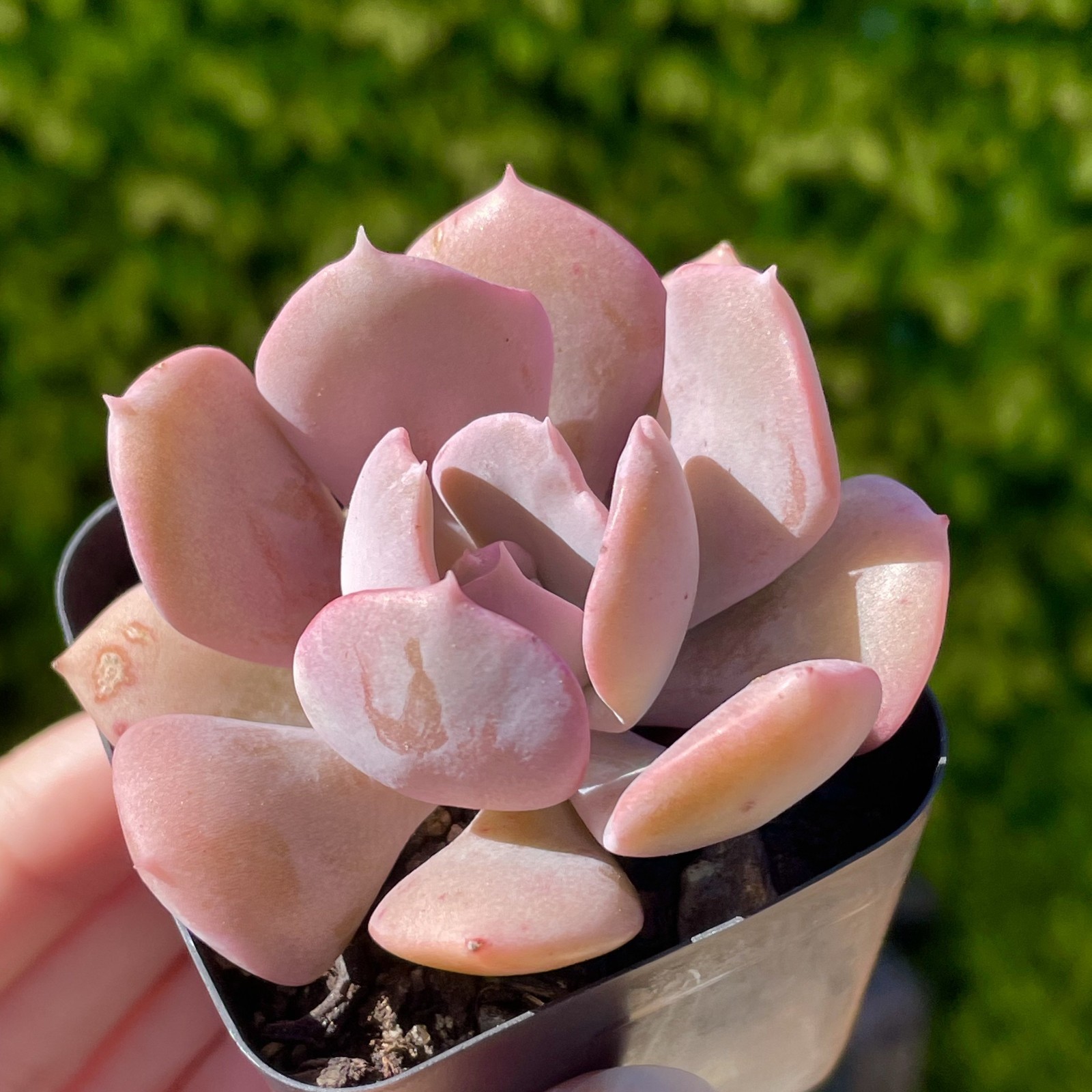 Rare Pink Succulent Echeveria Misty Lilac Rooted Live Plant Home Decor 1-2 Inch