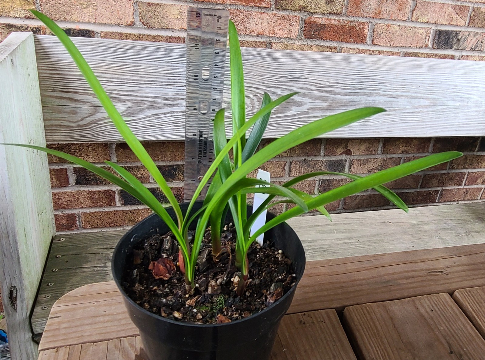 Clivia interspecific Nimbicola x Bengi Bronze one plant