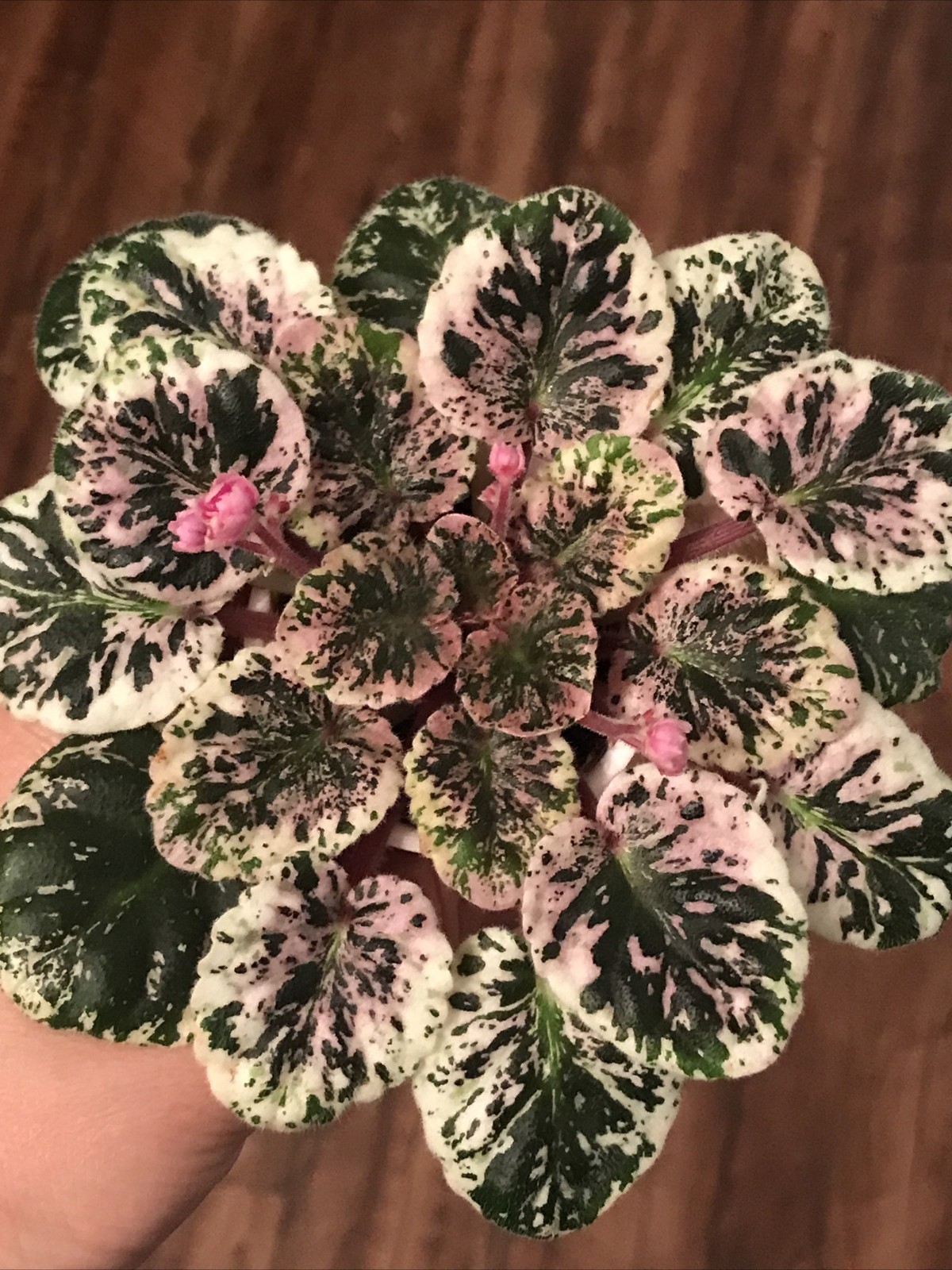 African Violet Watermelon Snow (Standard)