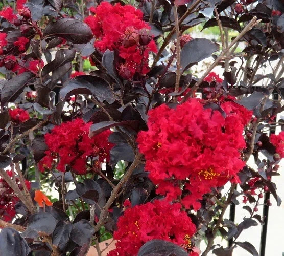 EBONY FIRE~~Crepe Crape Myrtle Starter Lagerstroemia Well Rooted “STARTER” Plant