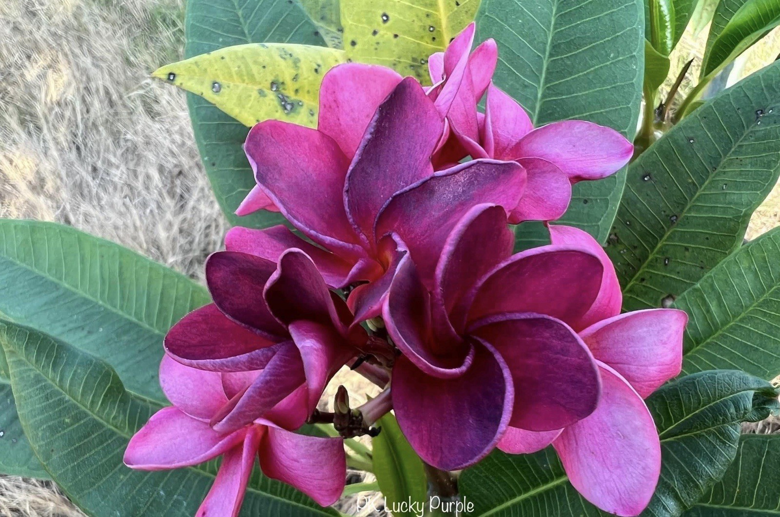 Plumeria (Frangipani) ‘PK Lucky Purple’ Grafted w/roots