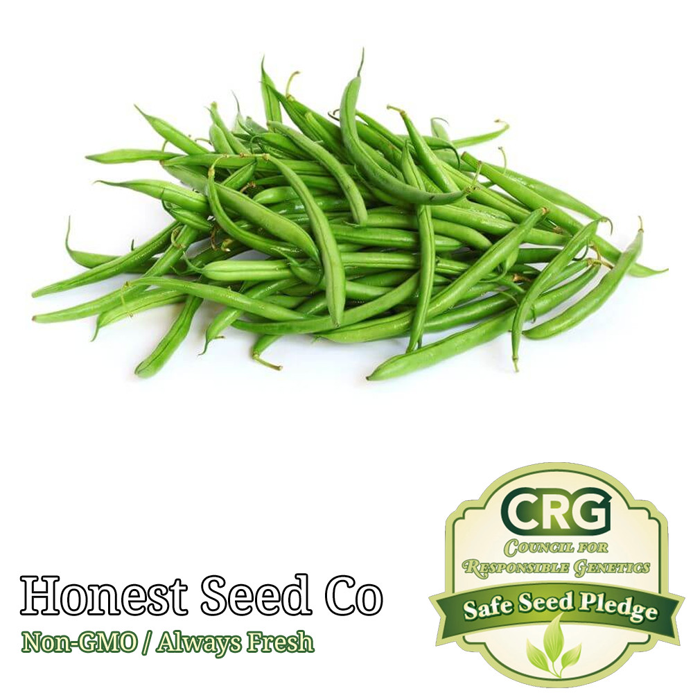 Blue Lake POLE Bean Seeds | Non-GMO | Fresh Garden Seeds BULK