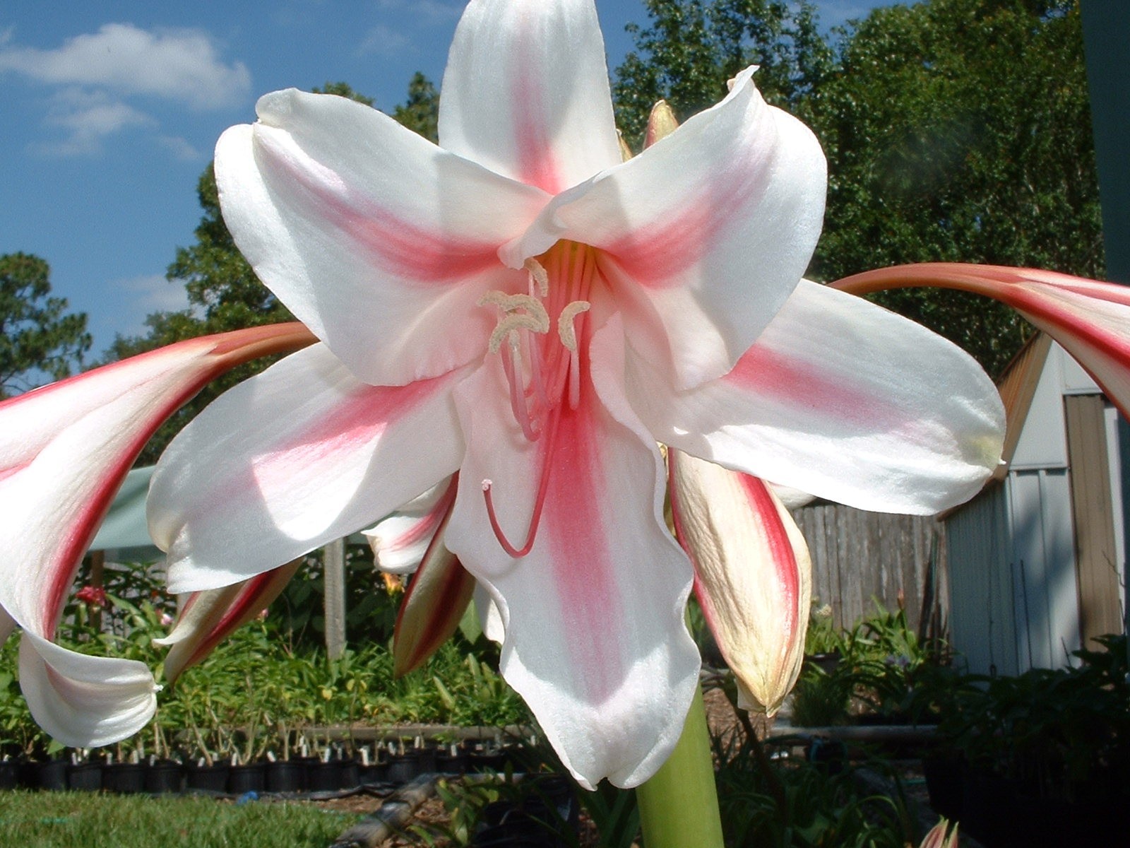 Crinum Lily, Herbertii ‘Gulf Pride’, medium-size bulb, NEW, best one