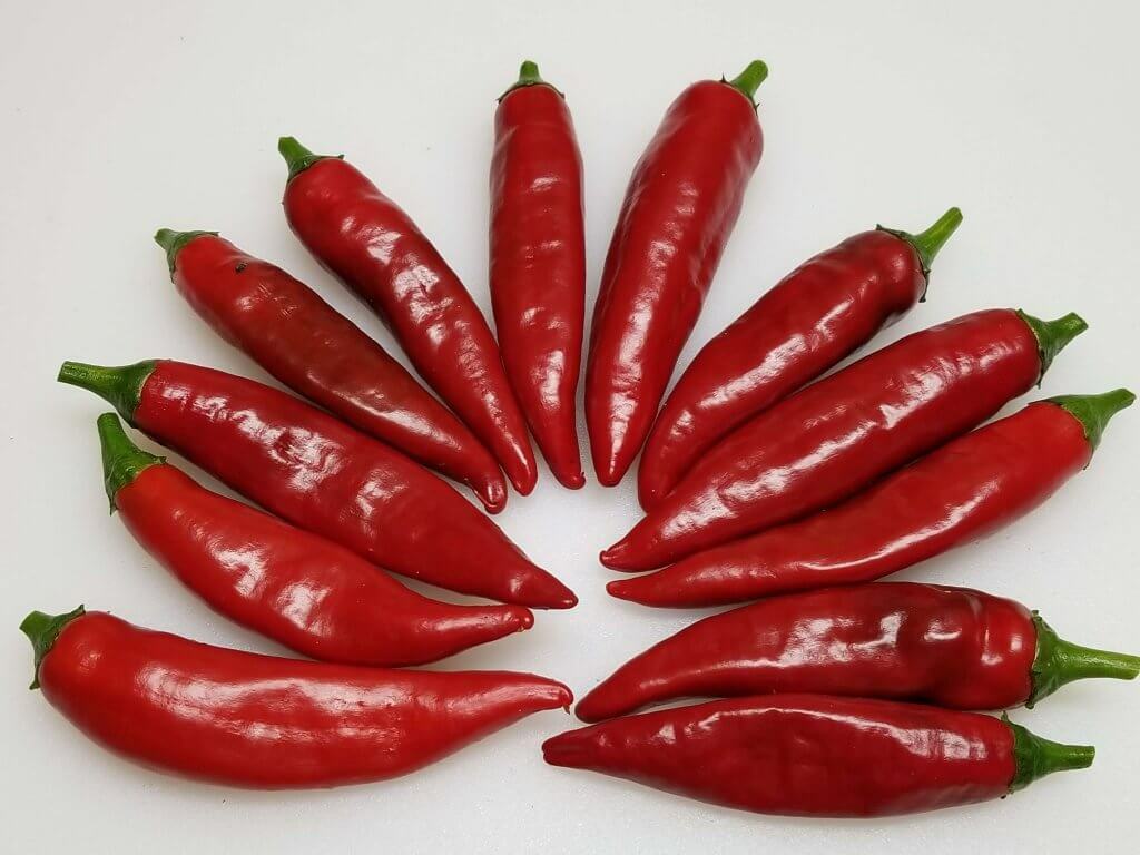 Kori Sitakame hot chili pepper seeds non-gmo heirloom VERY RARE LANDRACE VARIETY