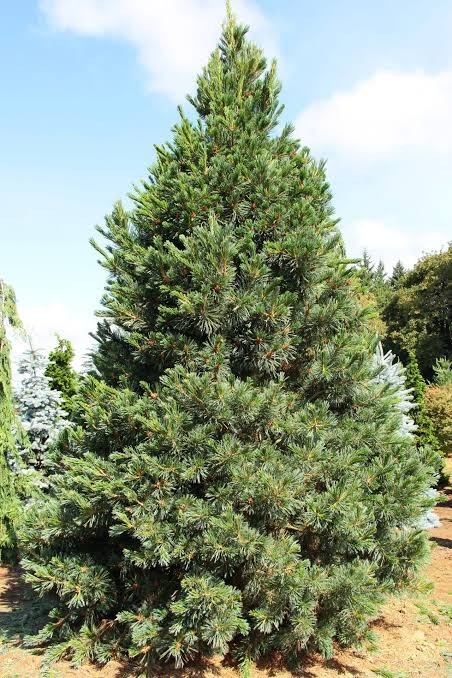 2 Pack of Limber Pine Tree Seedlings in Pots, 3-5” Tall, Pinus Flexilis