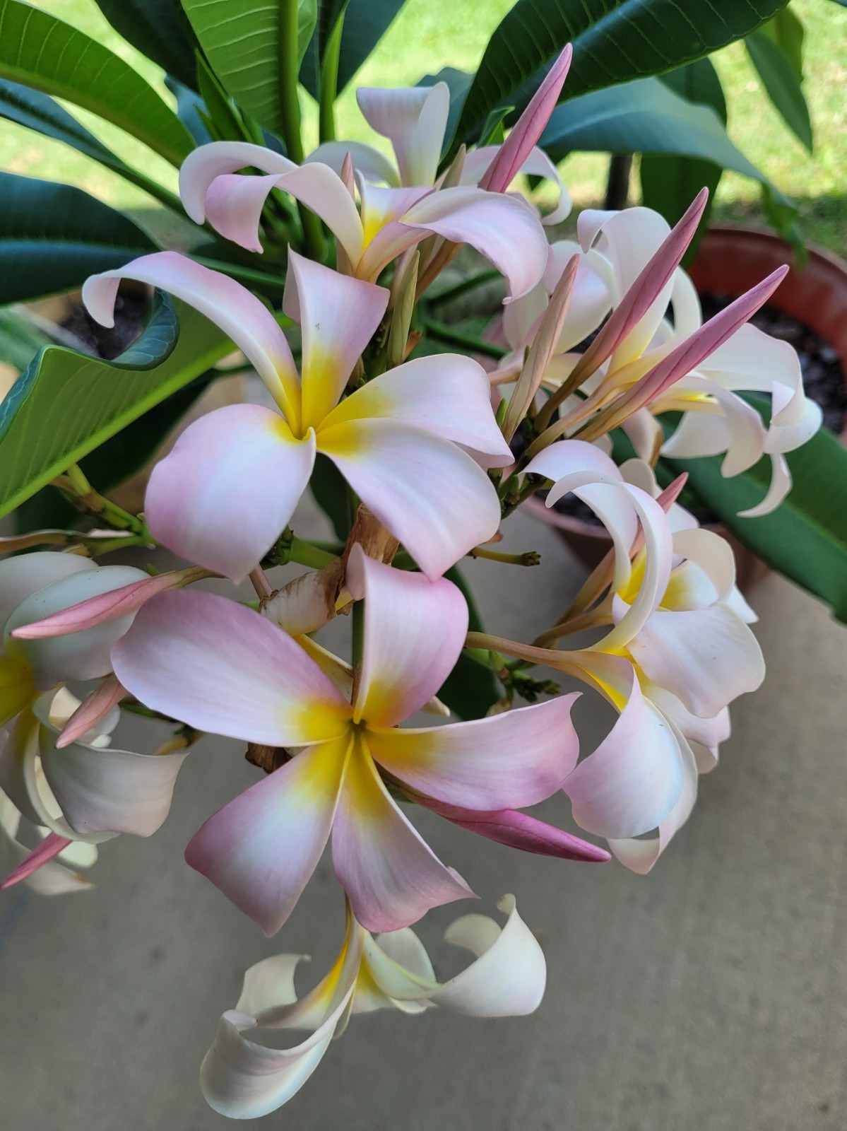 10 Plumeria Seeds Perennial Flowers Flower “Pink White Yellow”