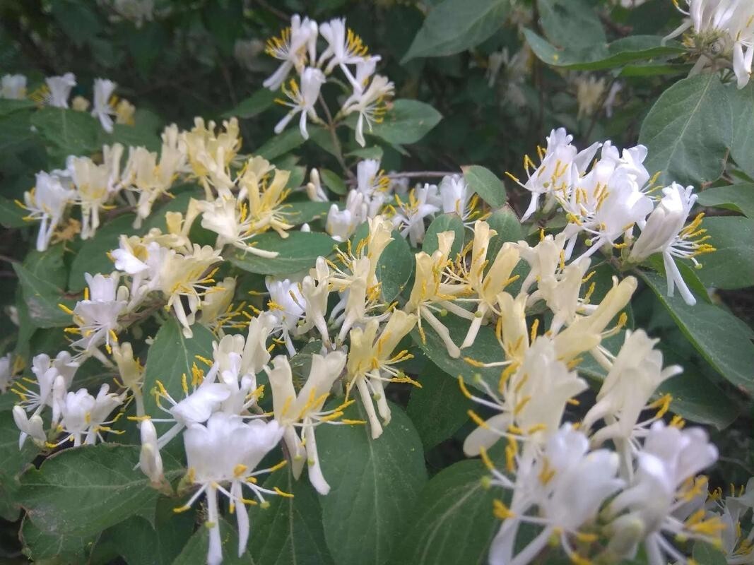 50Pcs Lonicera fragrantissima | Winter Honeysuckle | 50_Seeds