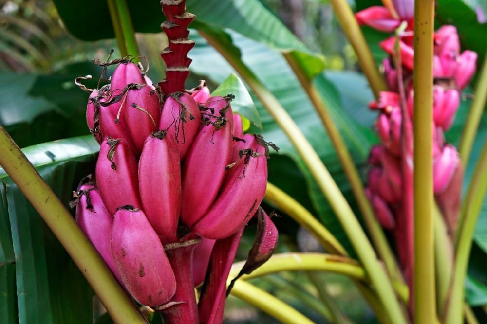 5 Musa Velutina Seeds Pink Banana Rare Ornamental Banana Tree seeds