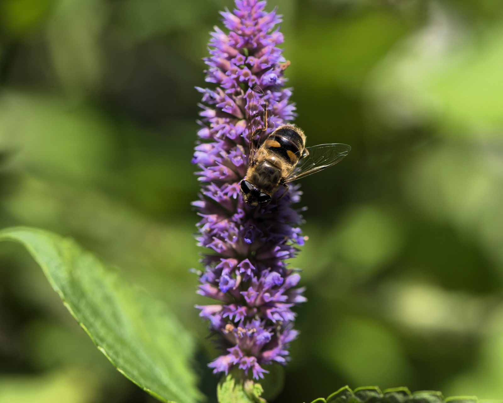 500 PURPLE ANISE HYSSOP Blue Giant Licorice Mint Agastache Foeniculum Herb Seeds