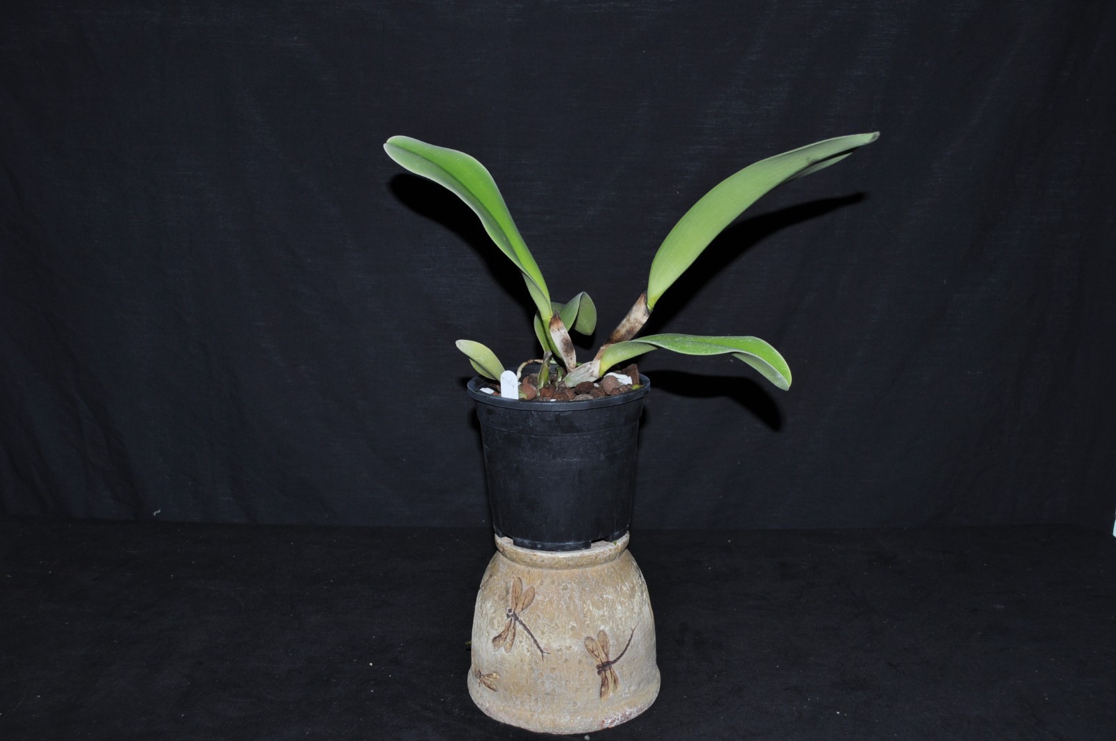 Cattleya dowiana v. rosita rare and spectacular orchid species nice LRG BS plant