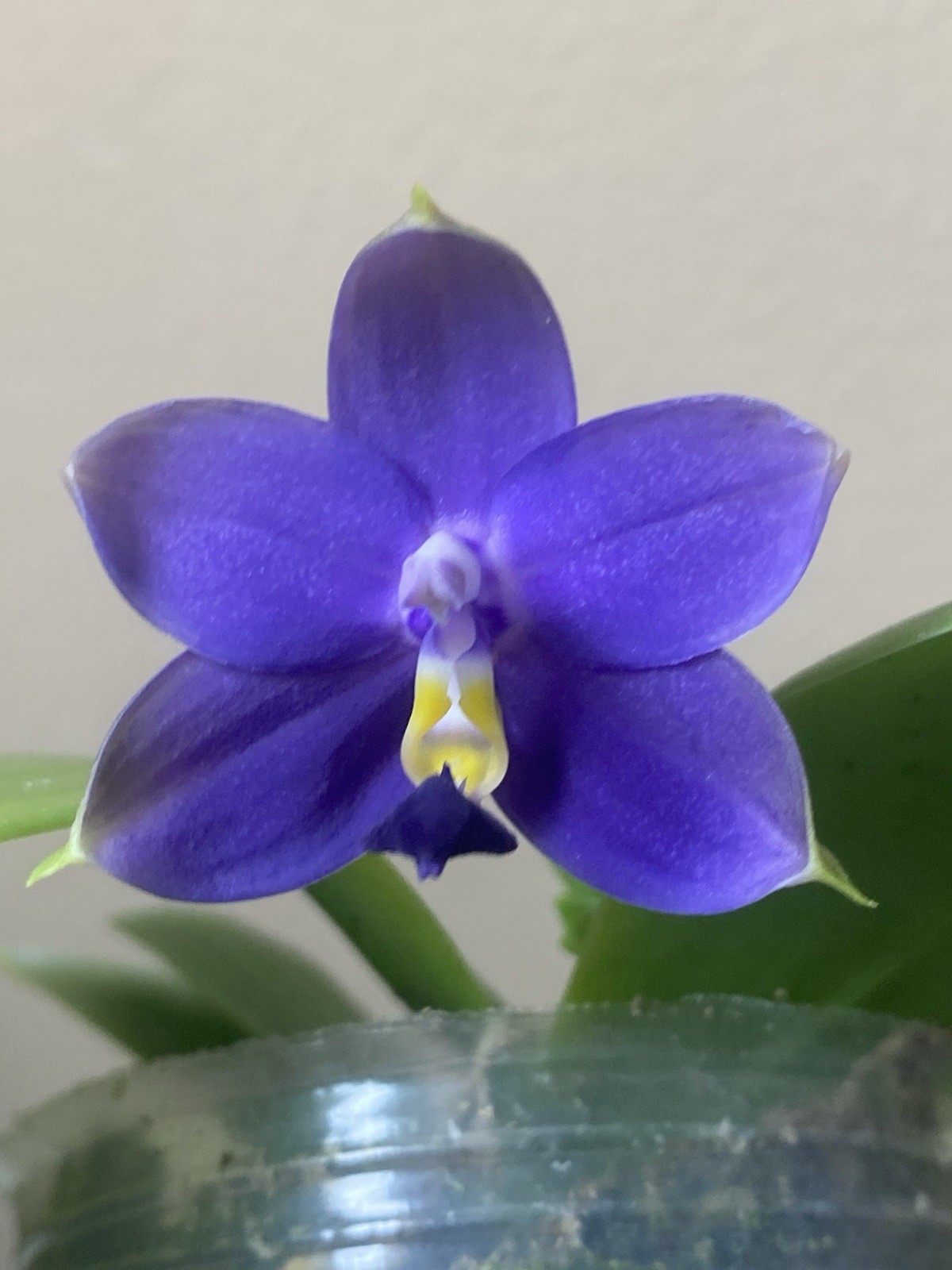 Original Phal Phalaenopsis species violacea indigo-FRAGRANT