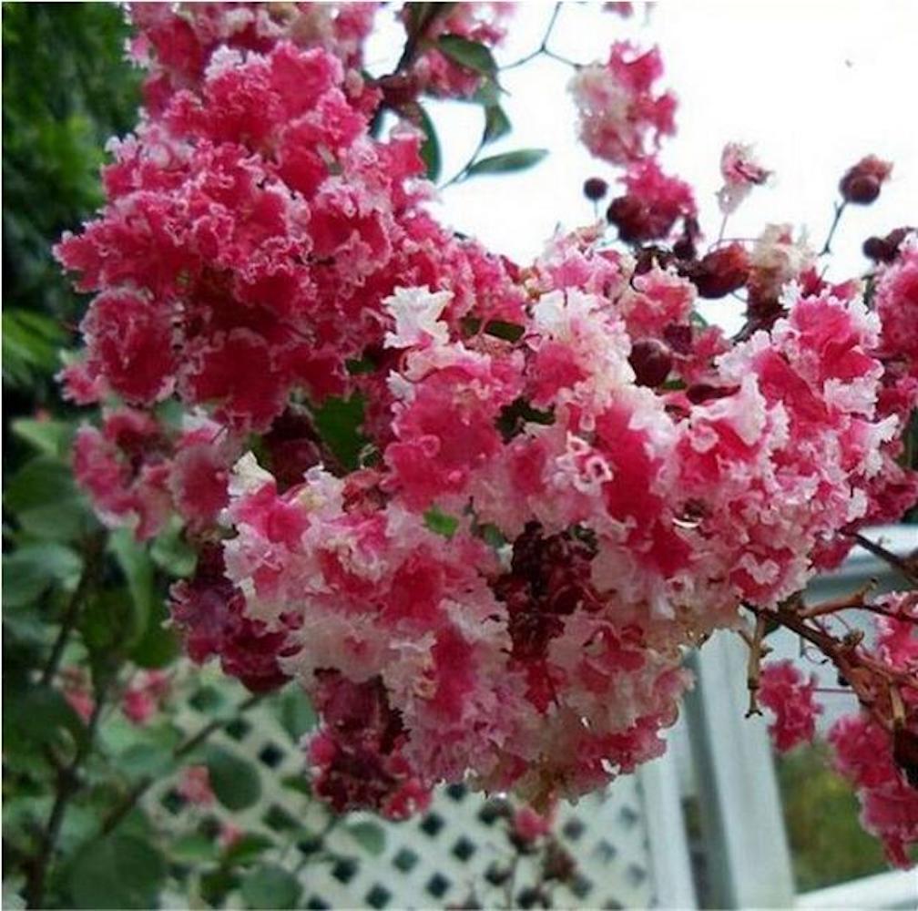 20 SEEDS CRAPE/CREPE MYRTLE flowering bloom tree bush rare exotic plant garden