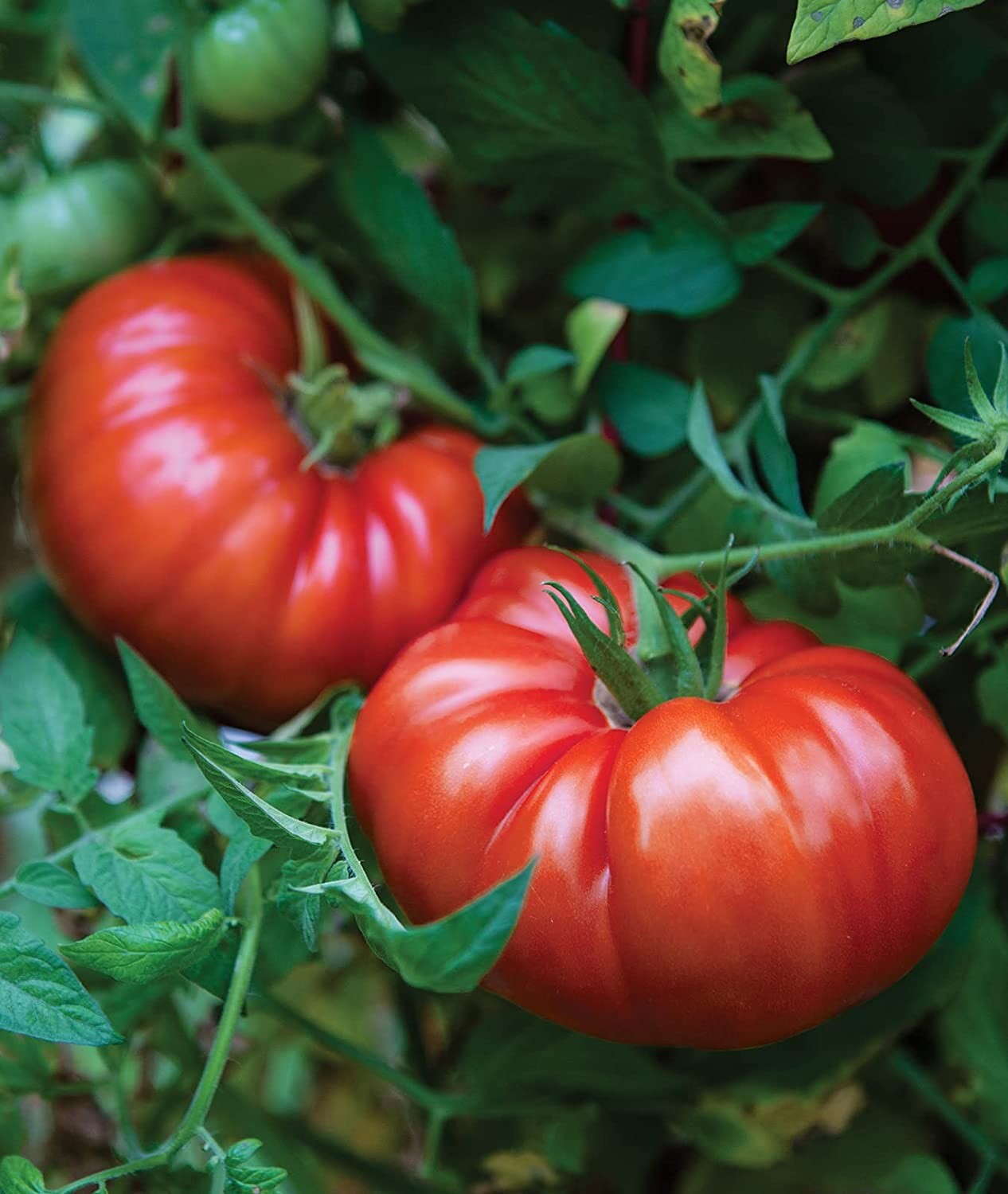 (40) Pink Ponderosa Beefsteak Heirloom Tomato Seeds plants garden