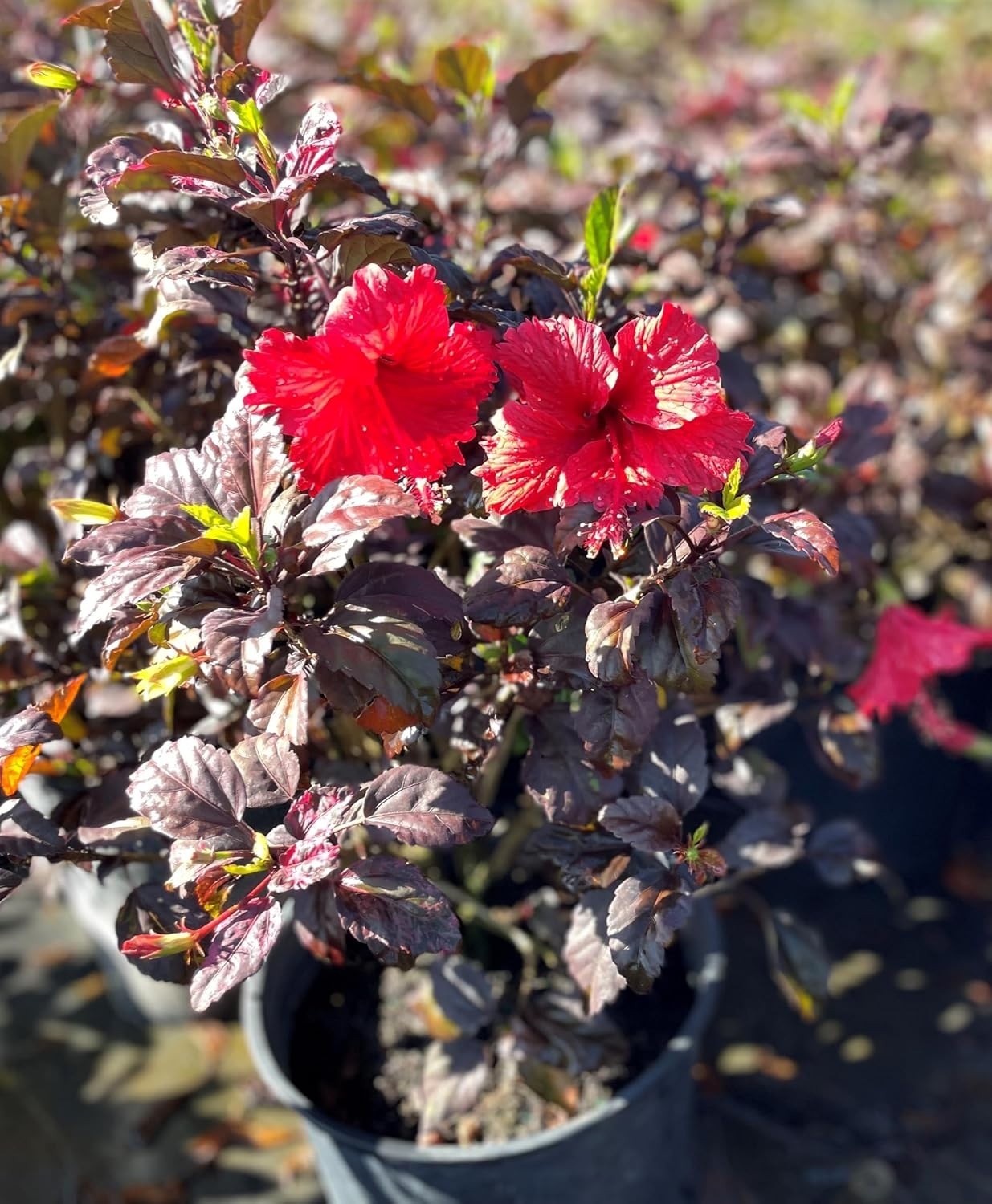 Tropical Red Hot Hibiscus Bush – 10-Inch Pot, Low-Maintenance & Pet-Friendly