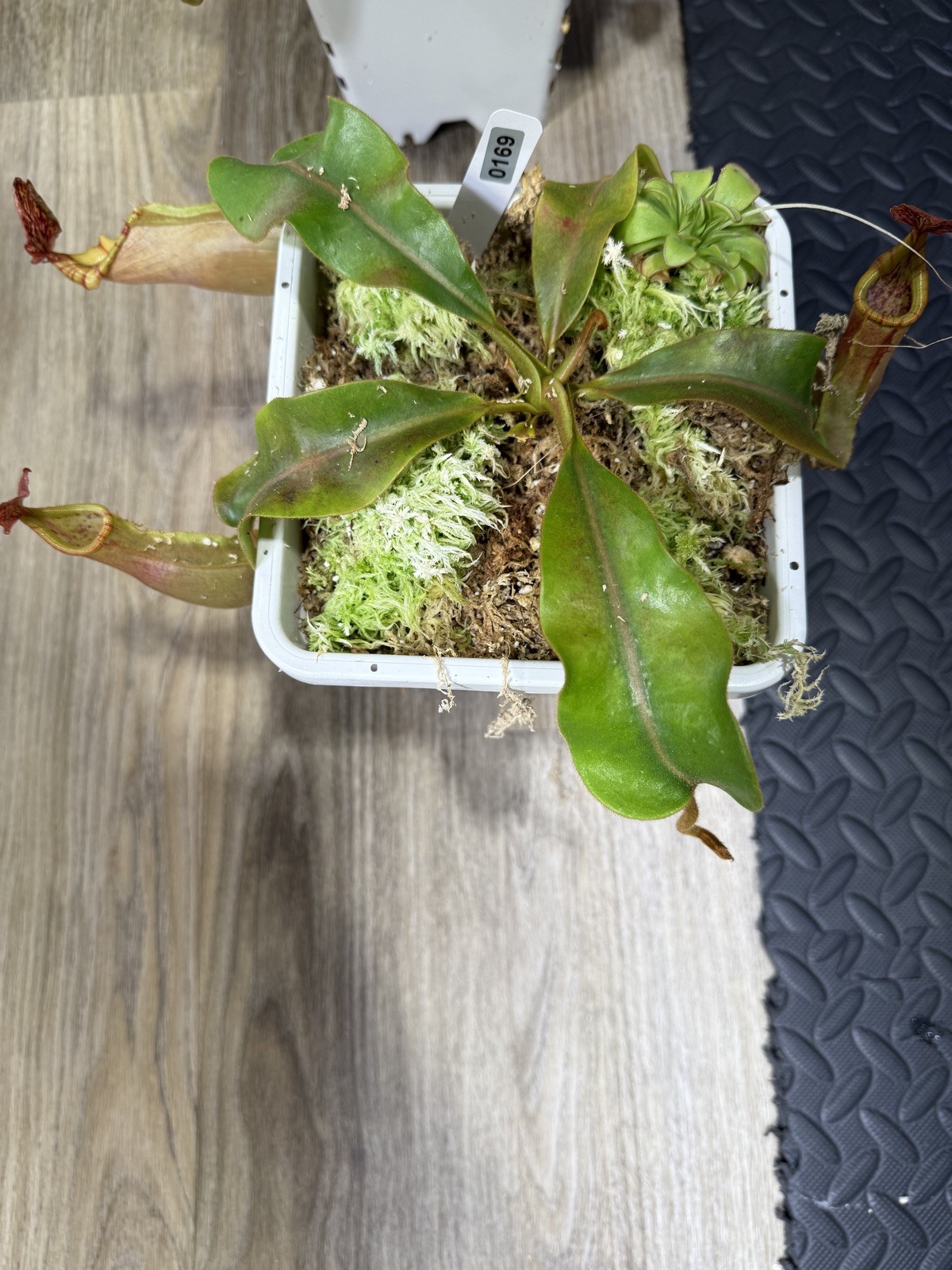 Nepenthes Vetchii Kelabit Highlands x S.O.M. x L.V.B.