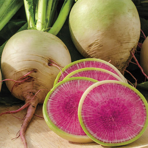 Watermelon Radish Seeds | Non-GMO | Free Shipping | Seed Store | 1084