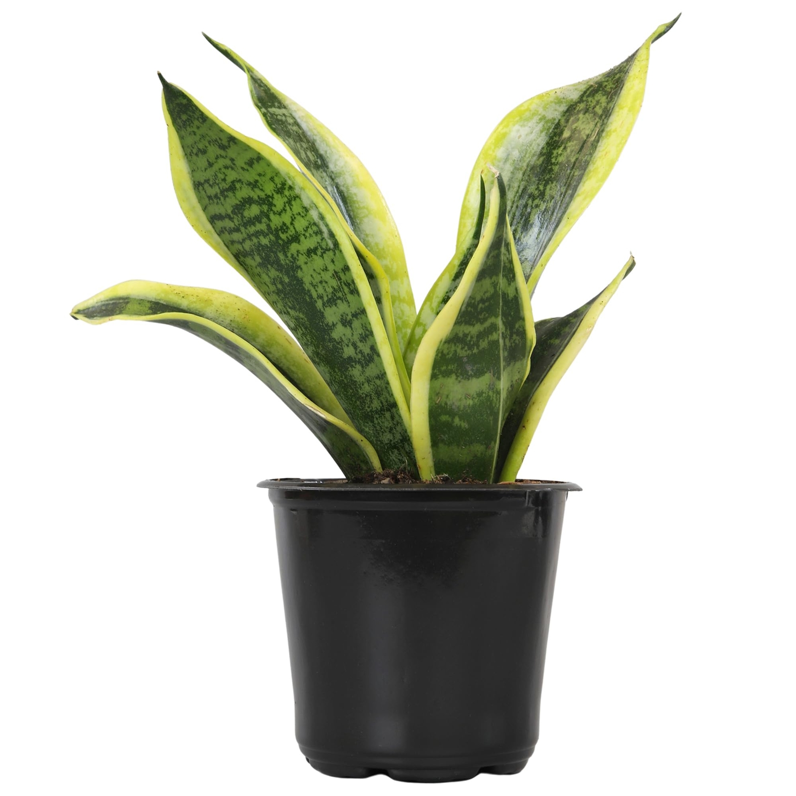 Planta Sansevieria Zeylanica Resistente Para Interiores Lengua De Suegra