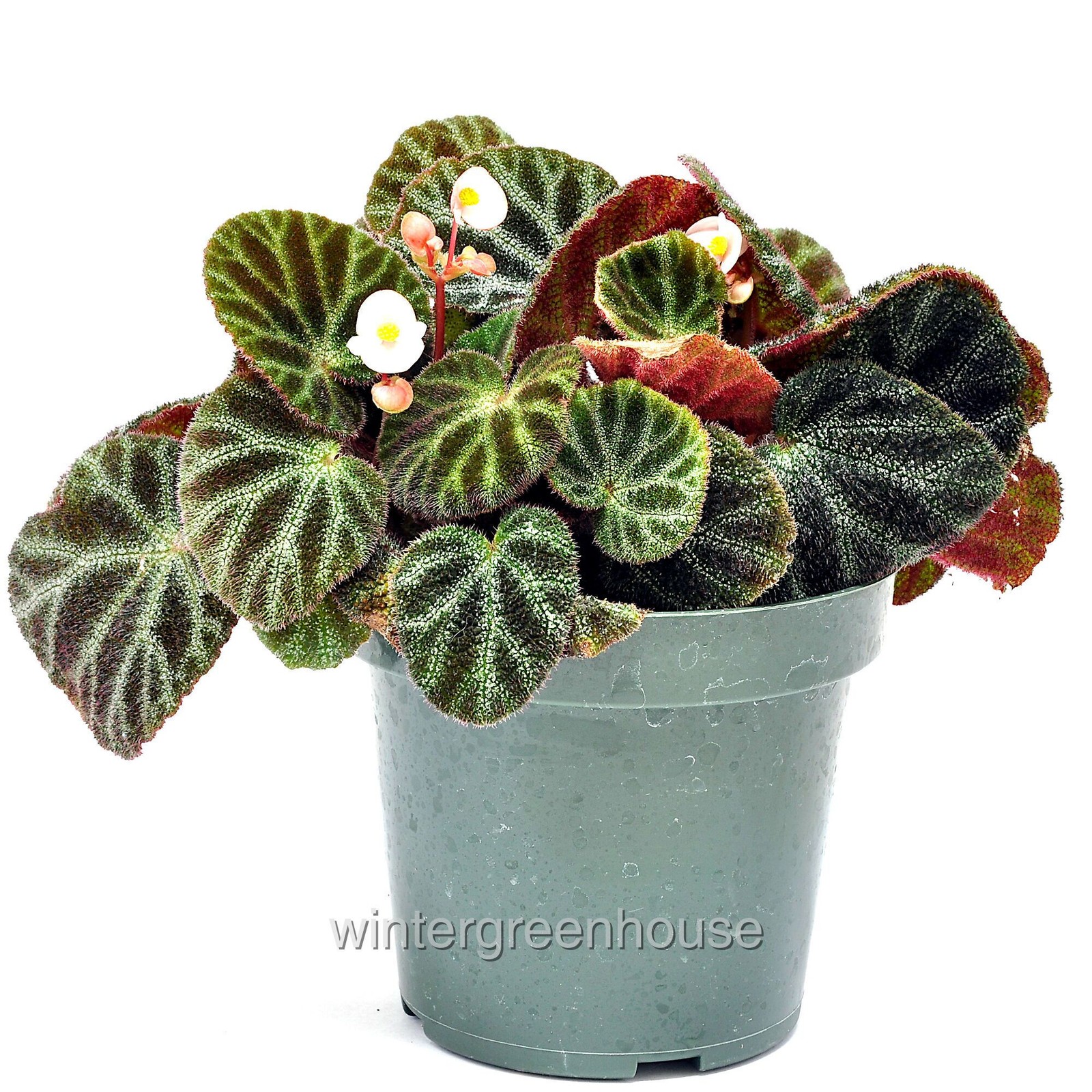Begonia ningmingensis Bella, Hybrid Begonia, Container Size: 3″ (2.6×3.5″)