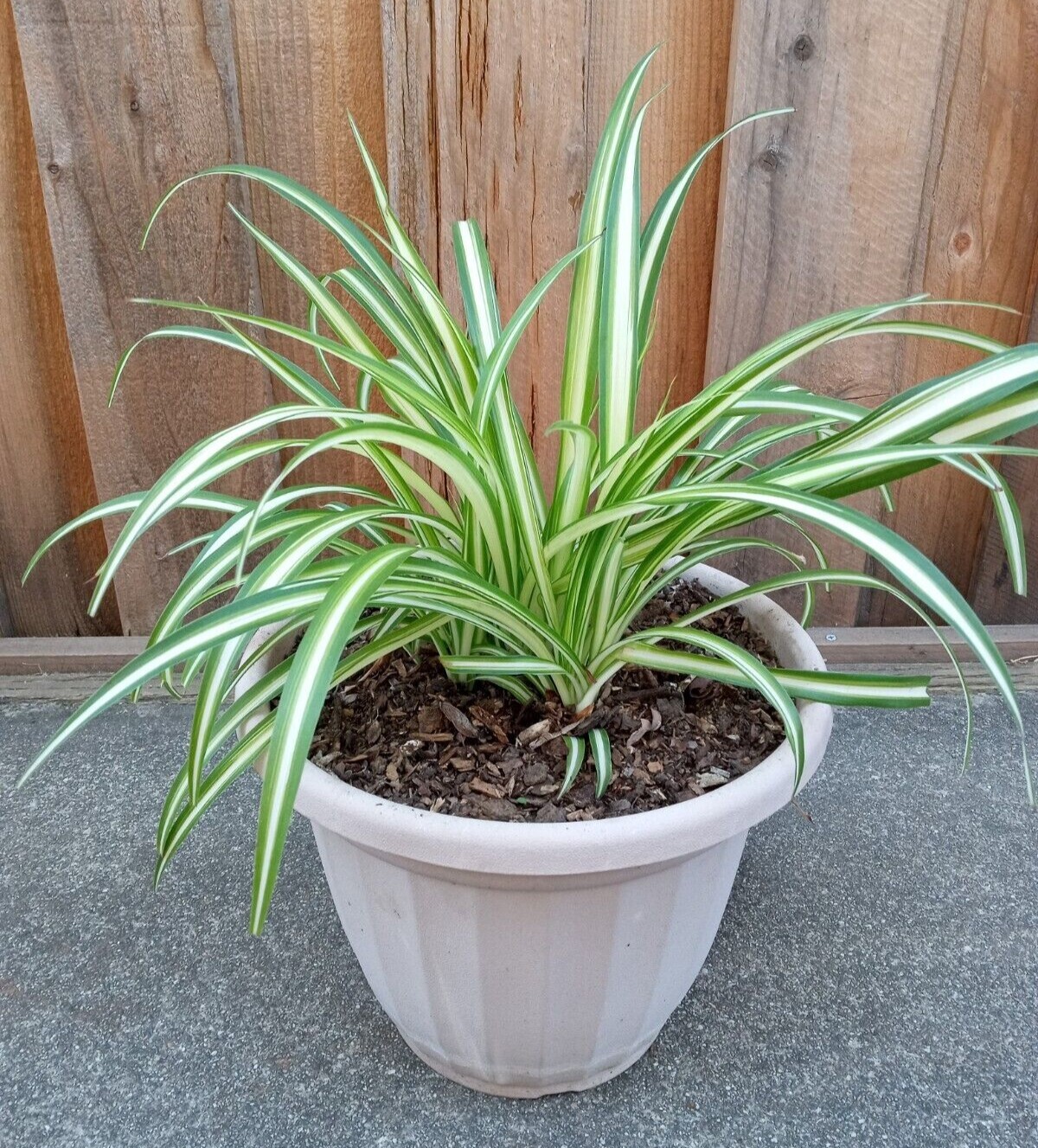 1 Variegated Live Spider Plant Pup ‘Chlorophytum Comosum” Rooted-Ready to Grow