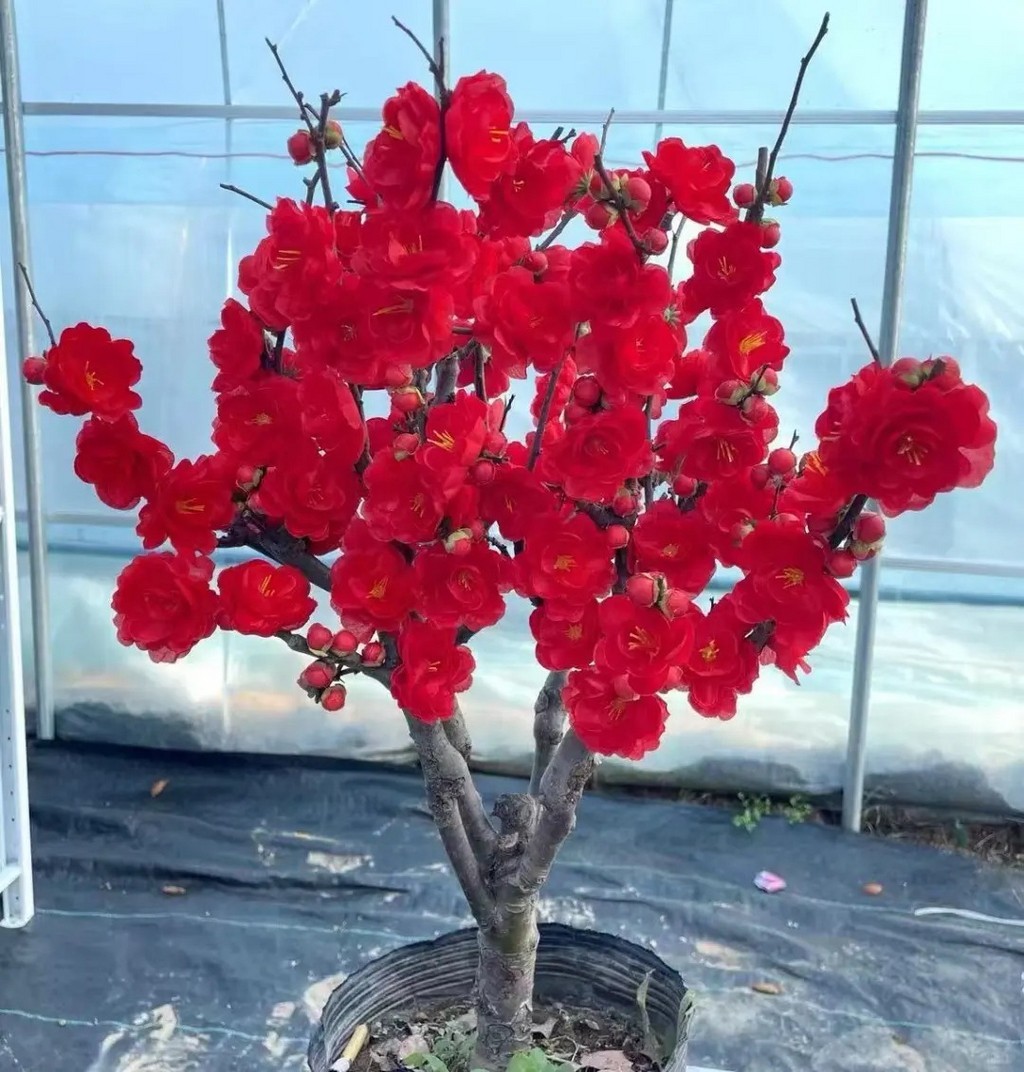 Japanese Flowering Quince ‘Red Rose Promise’ Live Plant 2 Gal Chaenomeles Bonsai