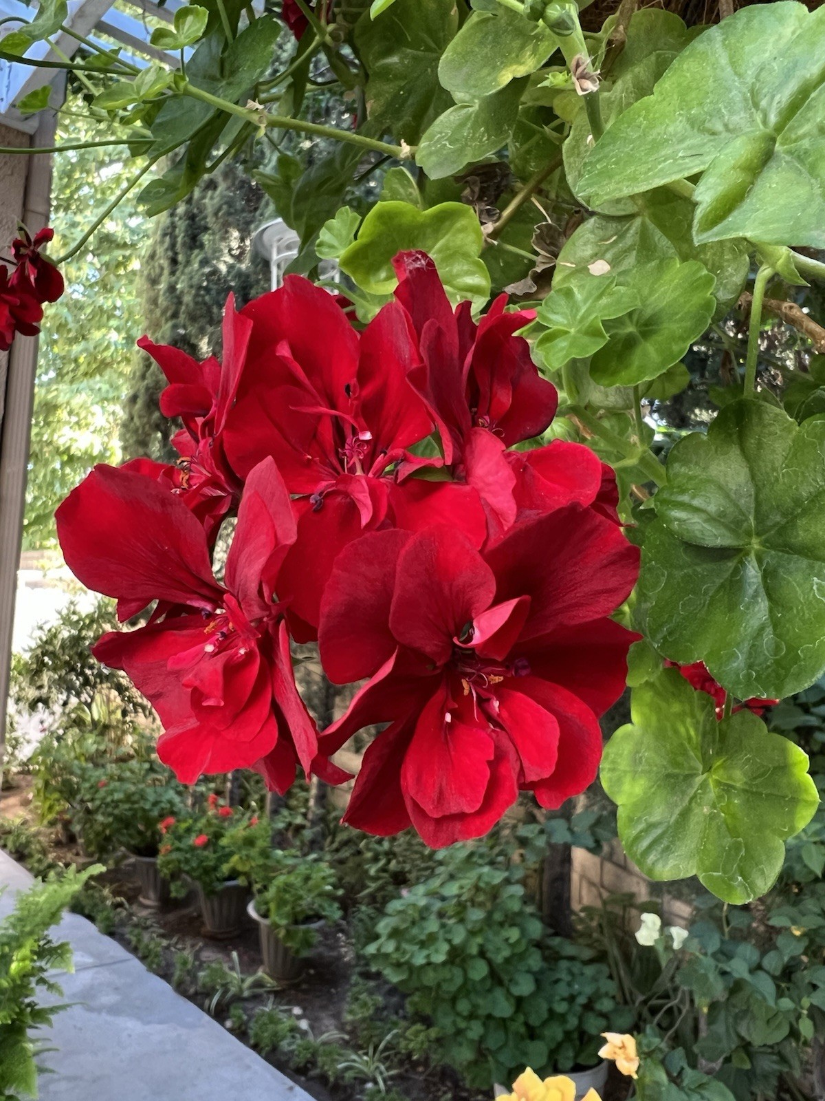 5 Cuttings True Red Ivy ‘Geranium’ Pelargonium 6″