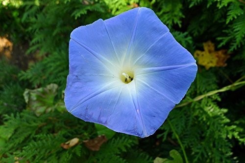 Heavenly Blue Morning Glory Seeds – Untreated Bulk 5 Lbs – Fresh Garden Flowers