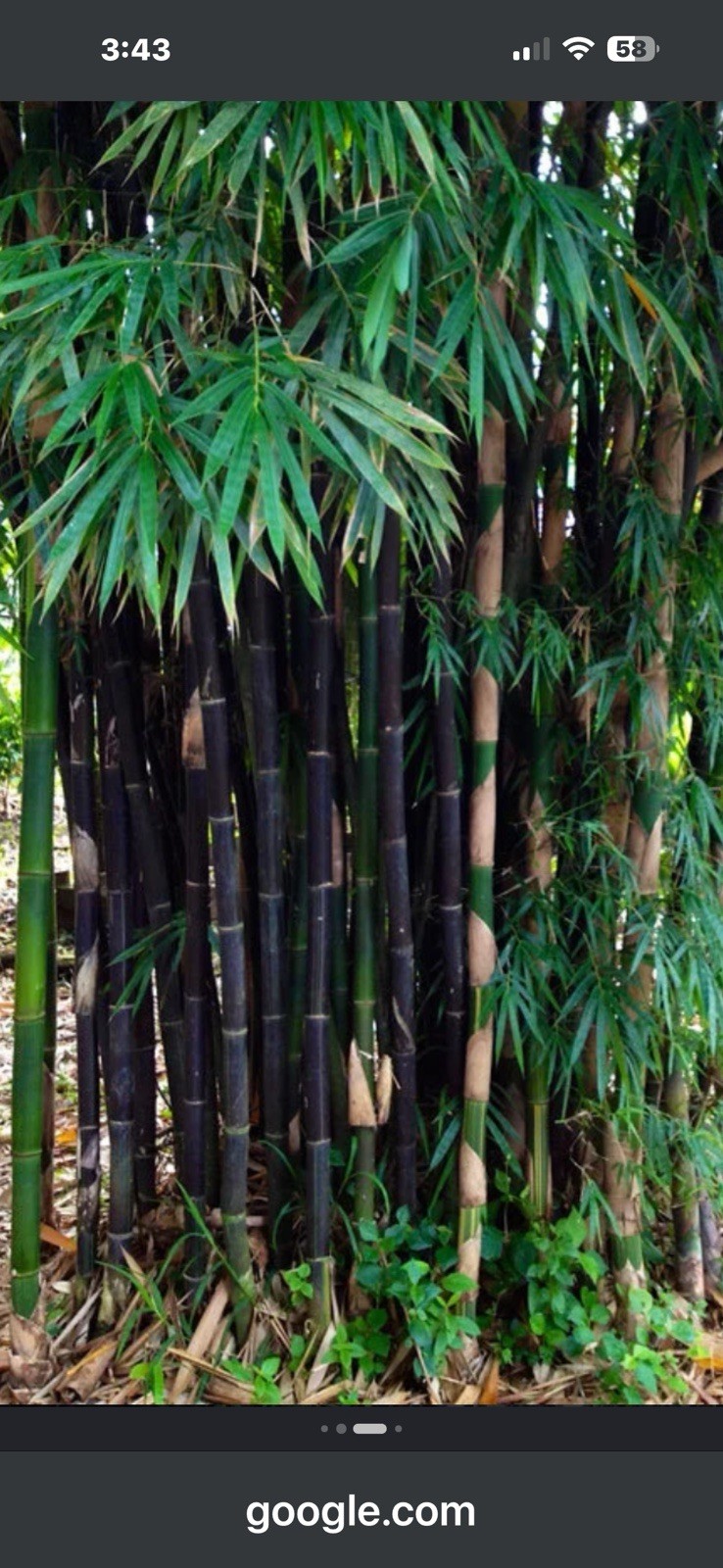 Black Bamboo Live Bamboo Plant Tropical Climate Black/Green Bamboo