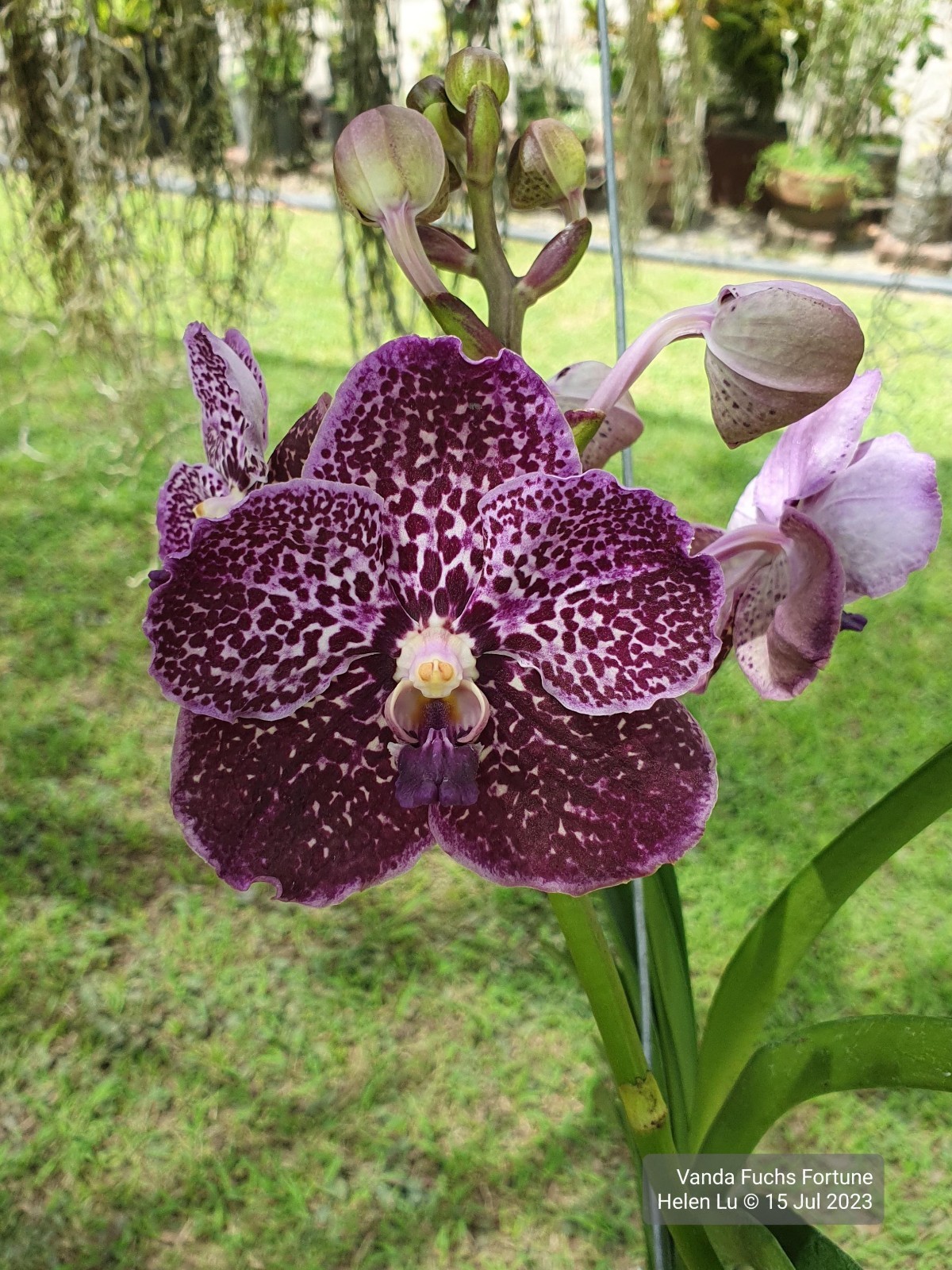 Vanda Orchid – Fuchs Fortune
