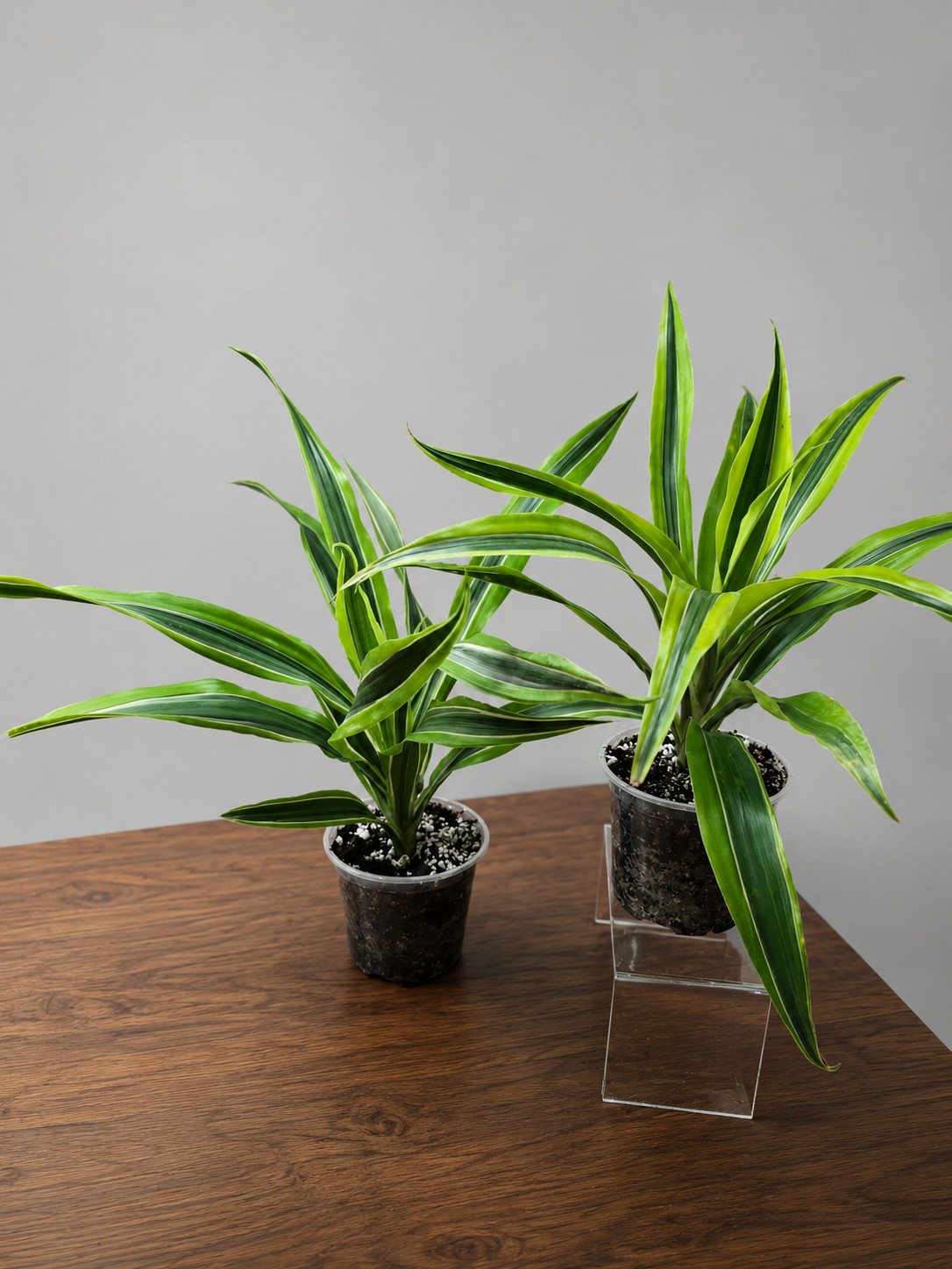 Set of 2 Dracaena Deremensis ‘Lemon Lime’ | Live Plant Ships Bare Root
