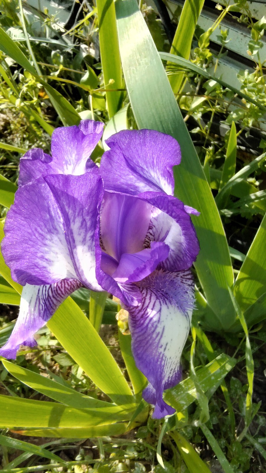 10x MIXED VARIETIES/COLORS IRIS BULBS RHIZOMES (Will BE TALL) Fresh