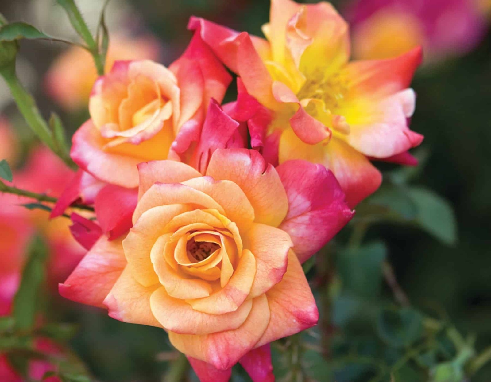 Josephs Coat Climbing Rose – Live Plant – ( 1 QT ) – Repeat Blooms