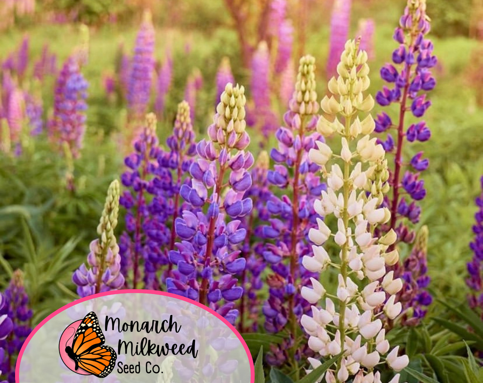 140+ Lupine ‘Russell’ Seeds | Perennial Flower Garden Plant Seed Packet, USA