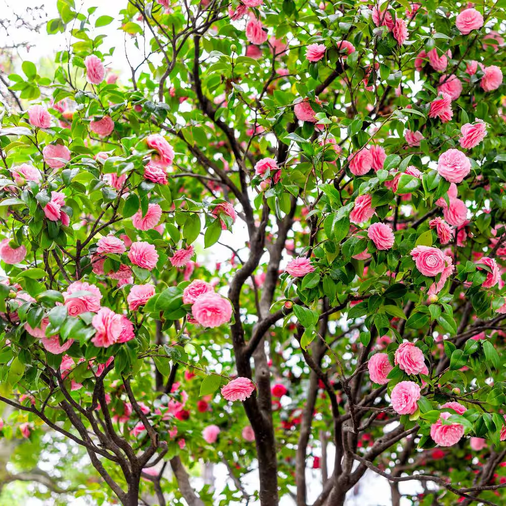 3 Gal. Camellia Shi Shi Shrub with Pink Flowers