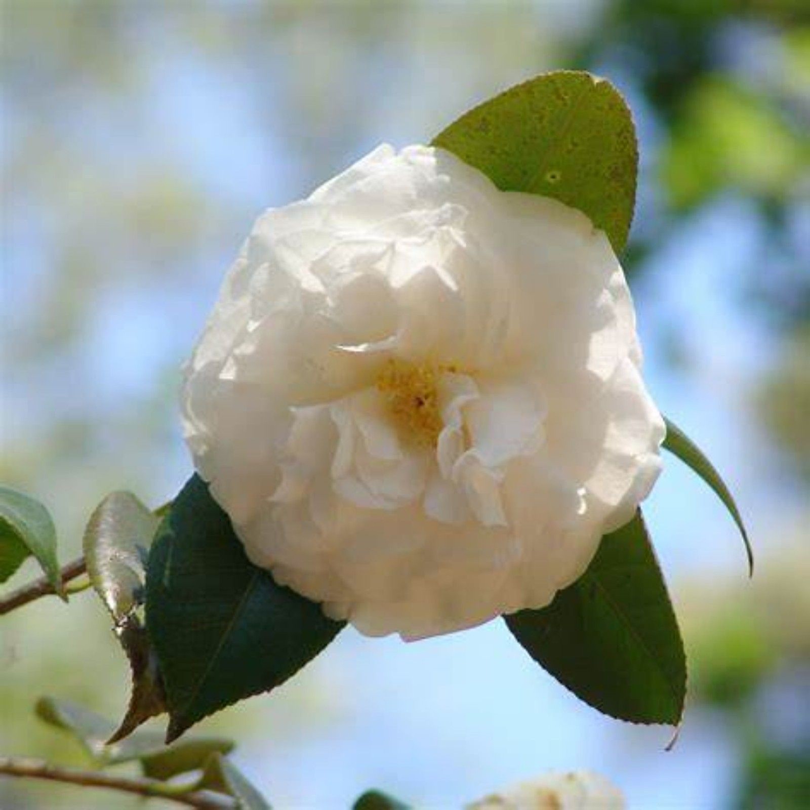 White by the Gate Camellia