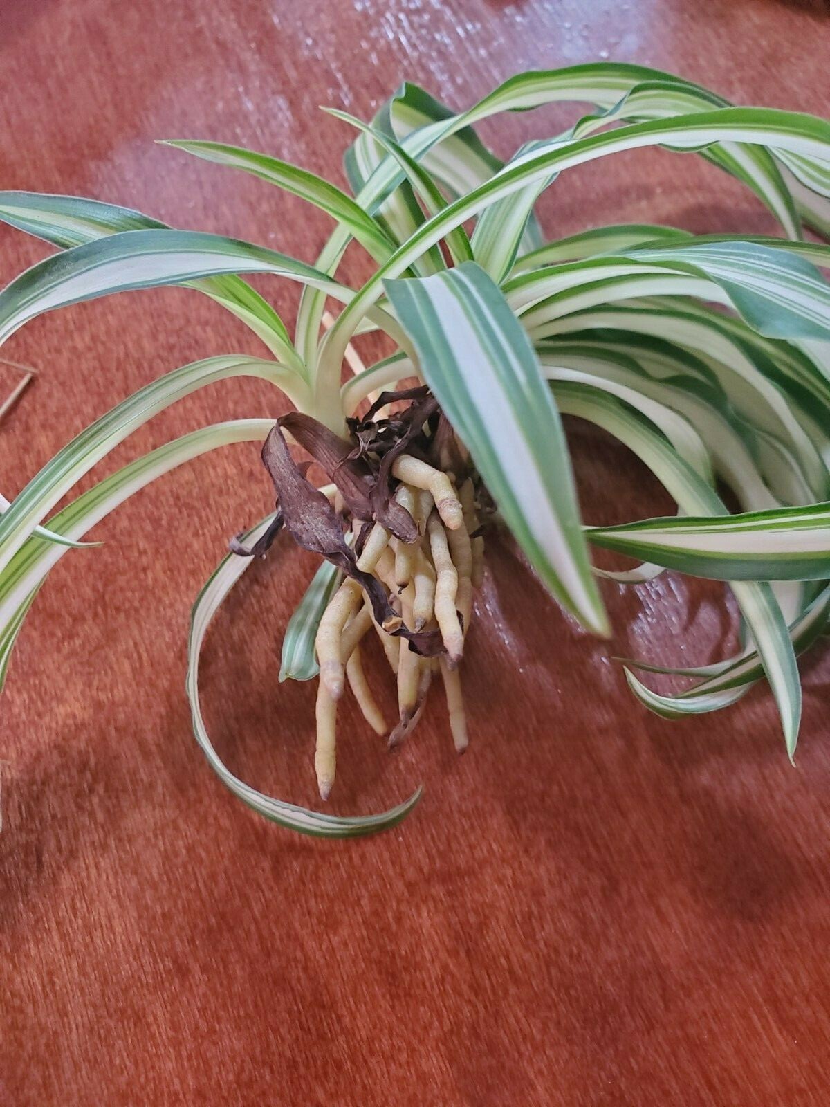 3 Spider Airplane Plants Rooted Starts / Variegated / Live Plants