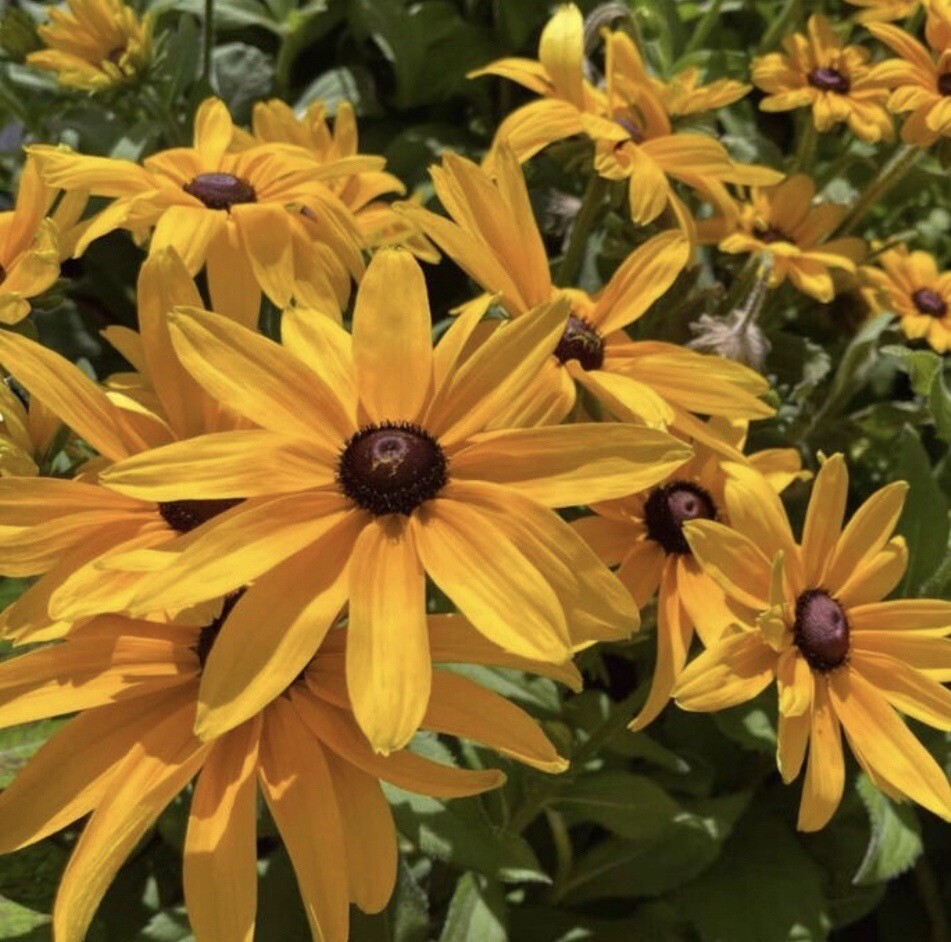 200+ SEEDS-Black Eyed Susan (Rudbeckia Hirta) Buy2get2Free (add2incart)