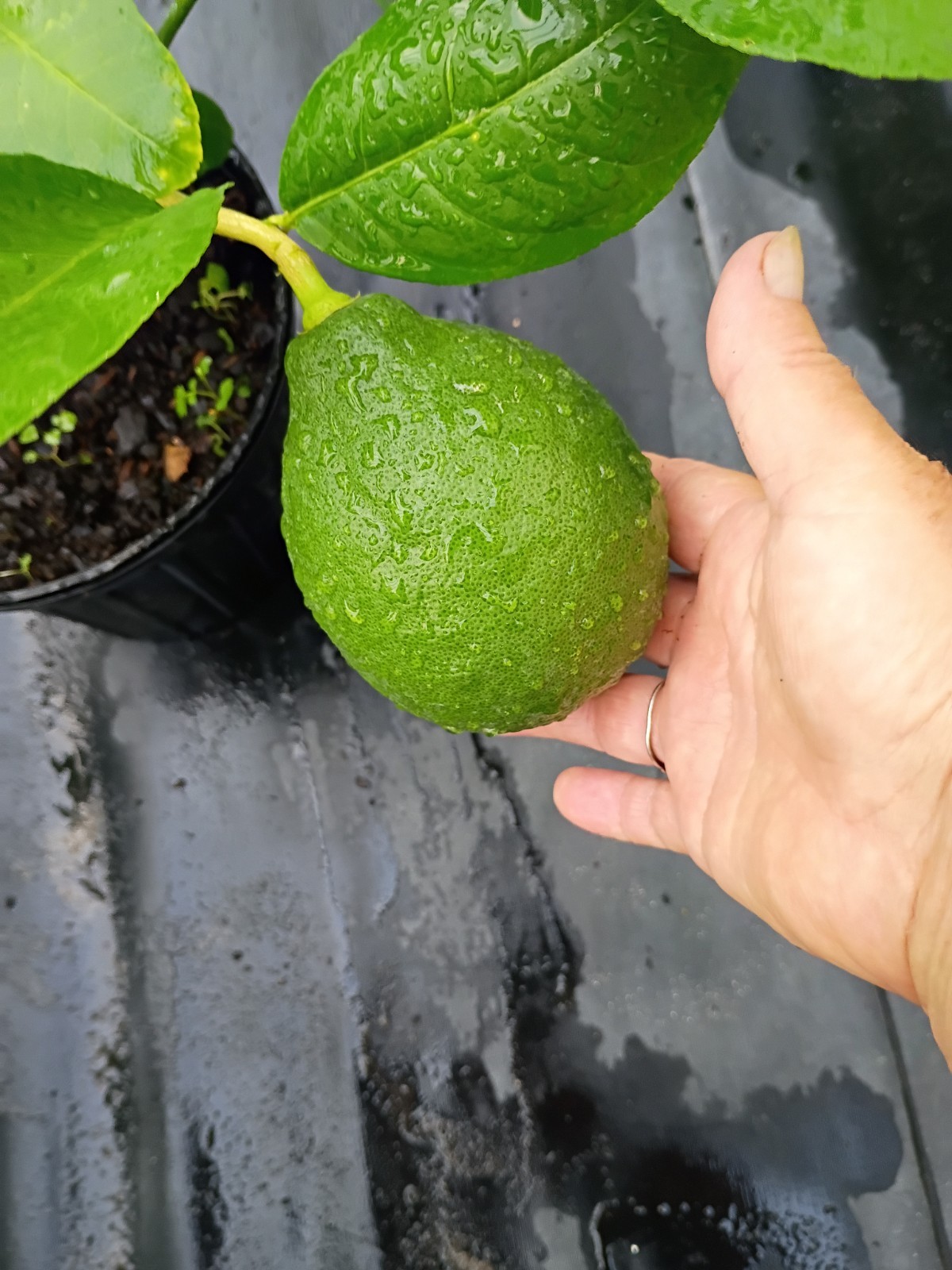 Panderosa Lemon Tree In 1 Gallon pot Producing Large Lemons
