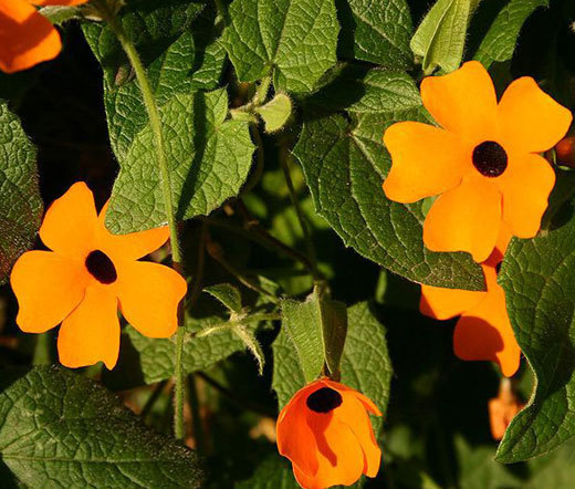 BLACK EYED SUSAN VINE Thunbergia Alata – 1,000 Bulk Seeds