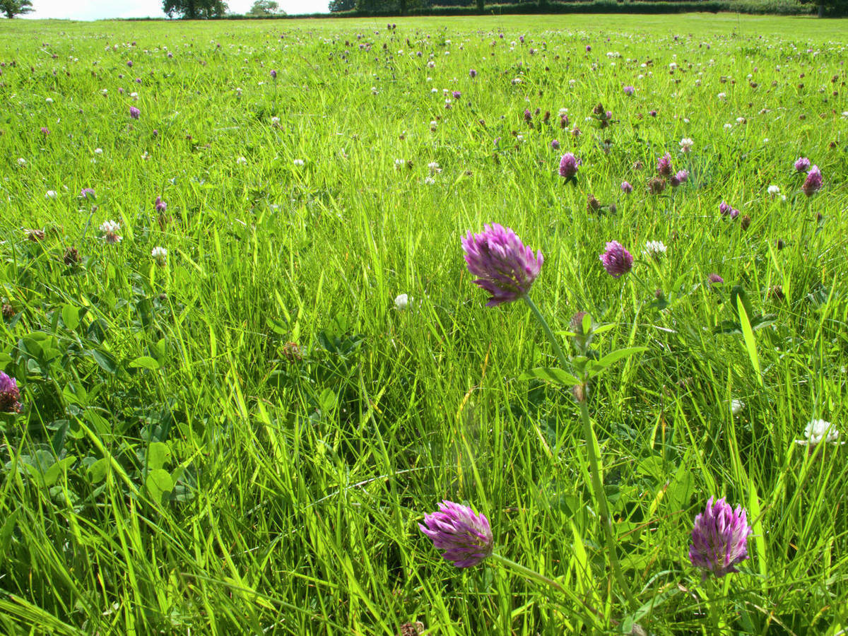 Purple Wildflowers Seed Collection | Grow Your Own Purple Wlidflowers Garden!