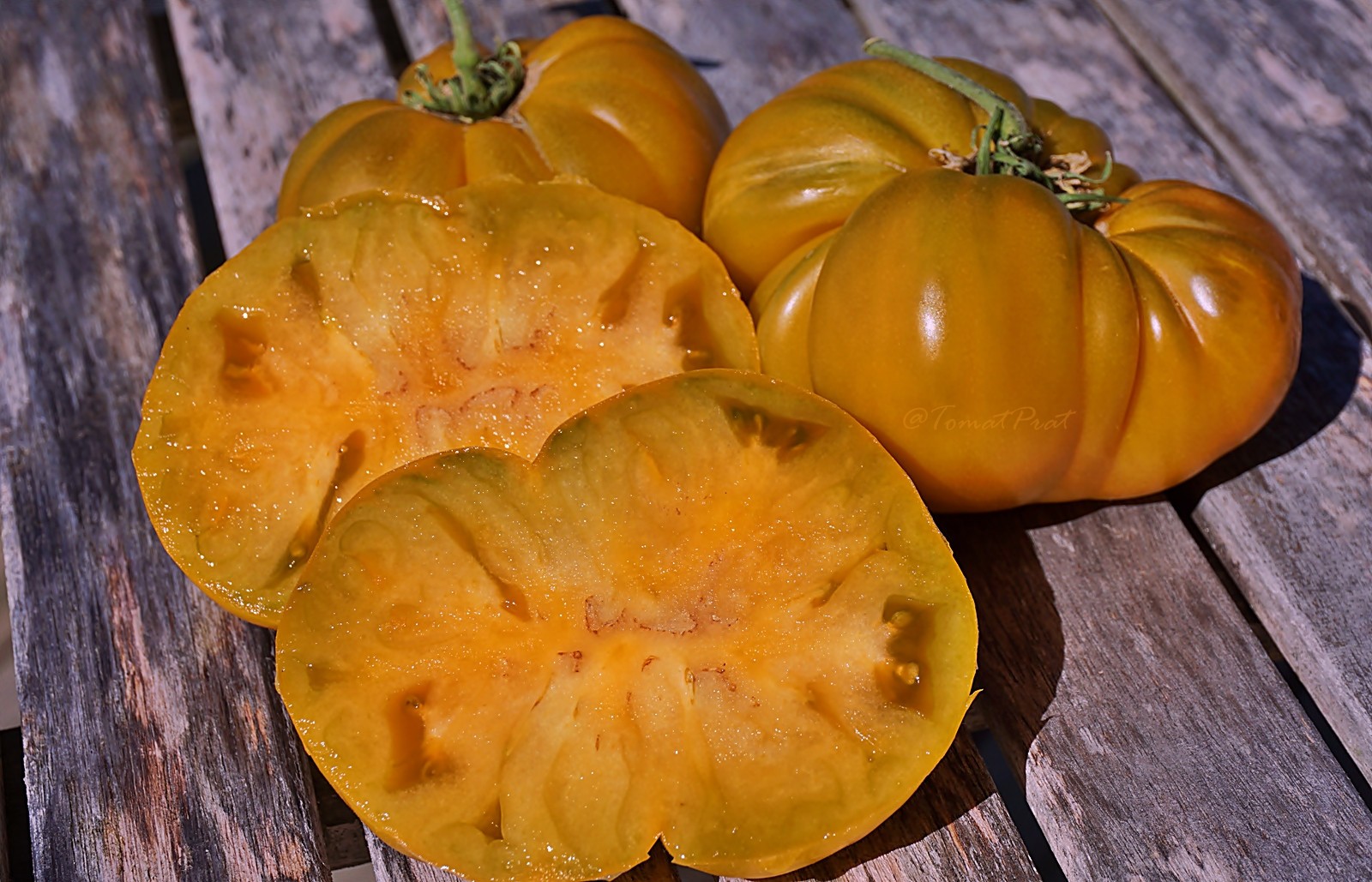 10 seeds Uluru Ochre DWARF Tomato Variety ORGANIC DTP beefsteak