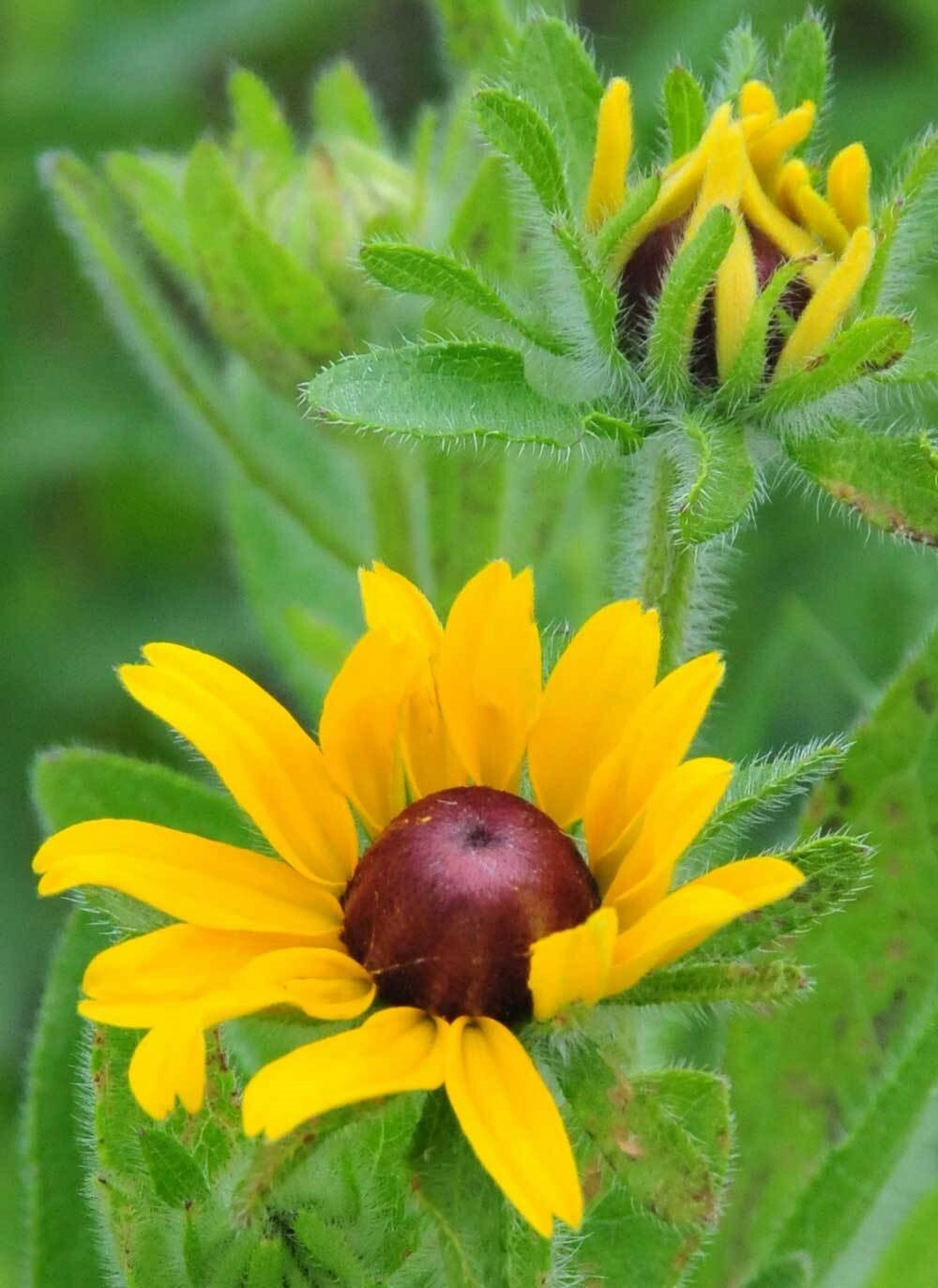 Rudbeckia hirta| Black-eyed Susan| Gloriosa Daisy| 1000_Seeds