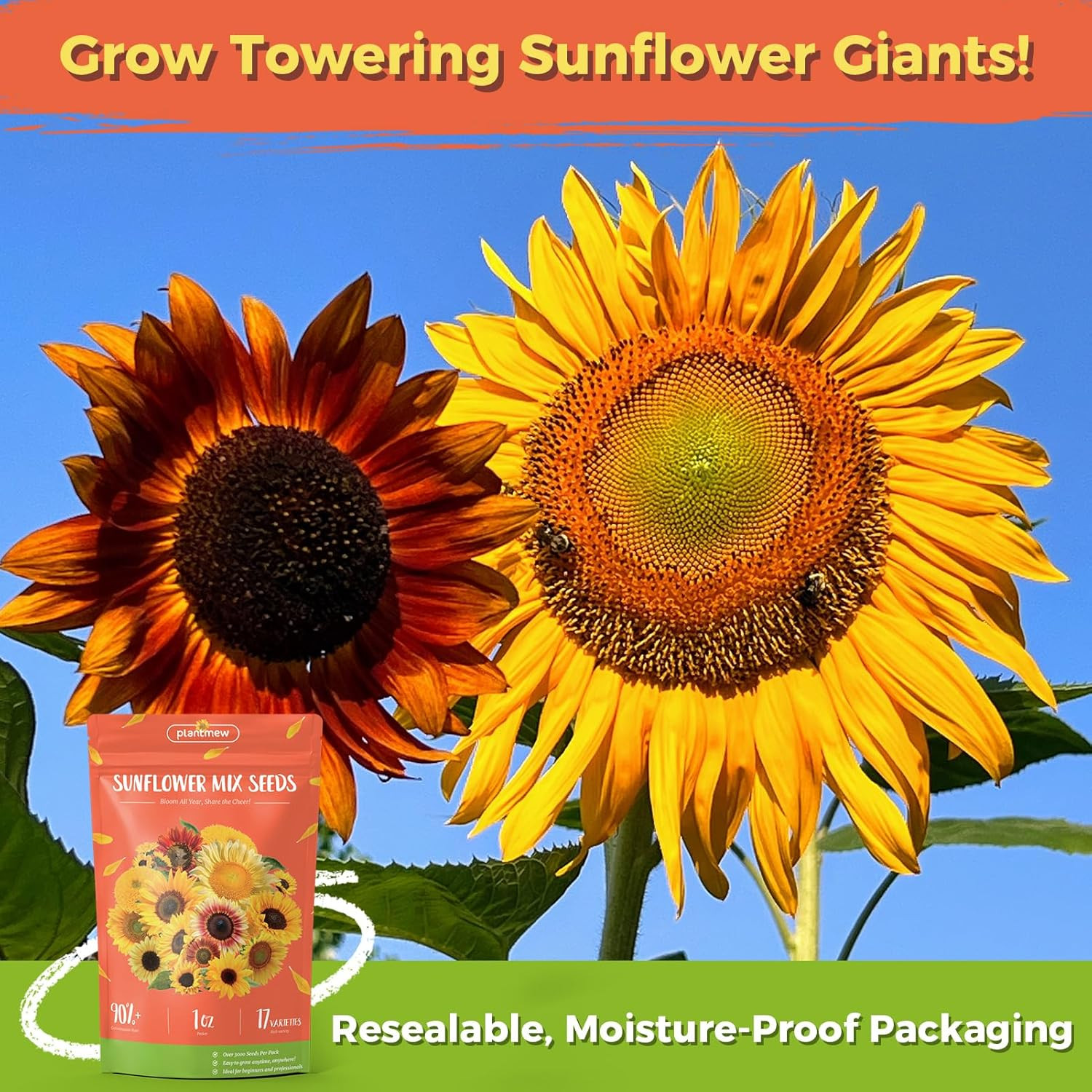 Sunflower Seeds for Planting | Giant Mammoth Sunflower Bulk Packet 3000+ Heir…