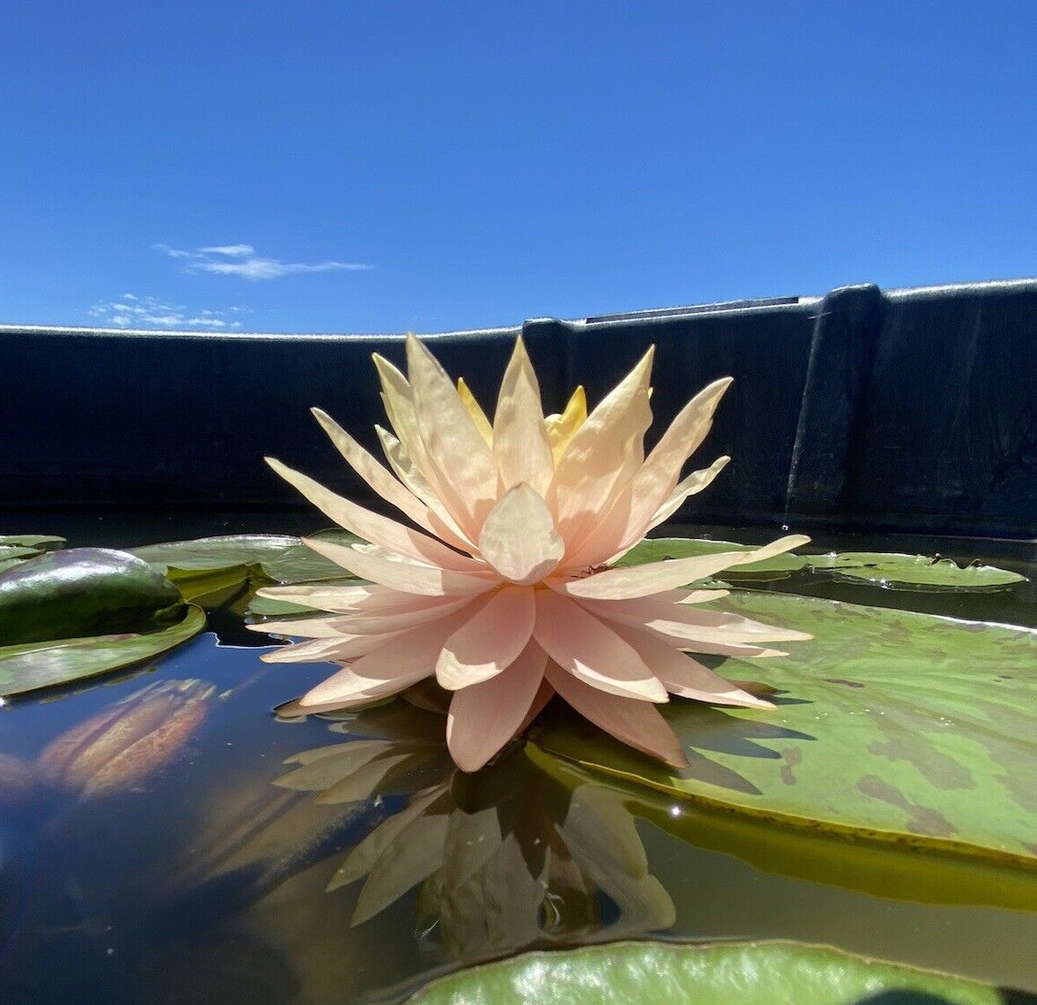 Nymphaea “Sun Spark” Water Lily (Winter-Hardy) | Sprouted Tuber/Rhizome