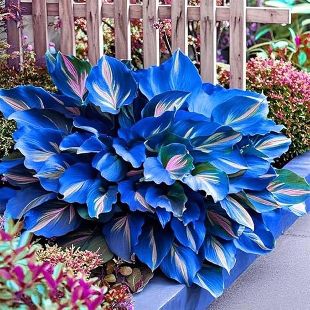 220+ Hosta Seeds Blue Perennial for Planting,Hosta Seeds Blue and Black,Rare Hos